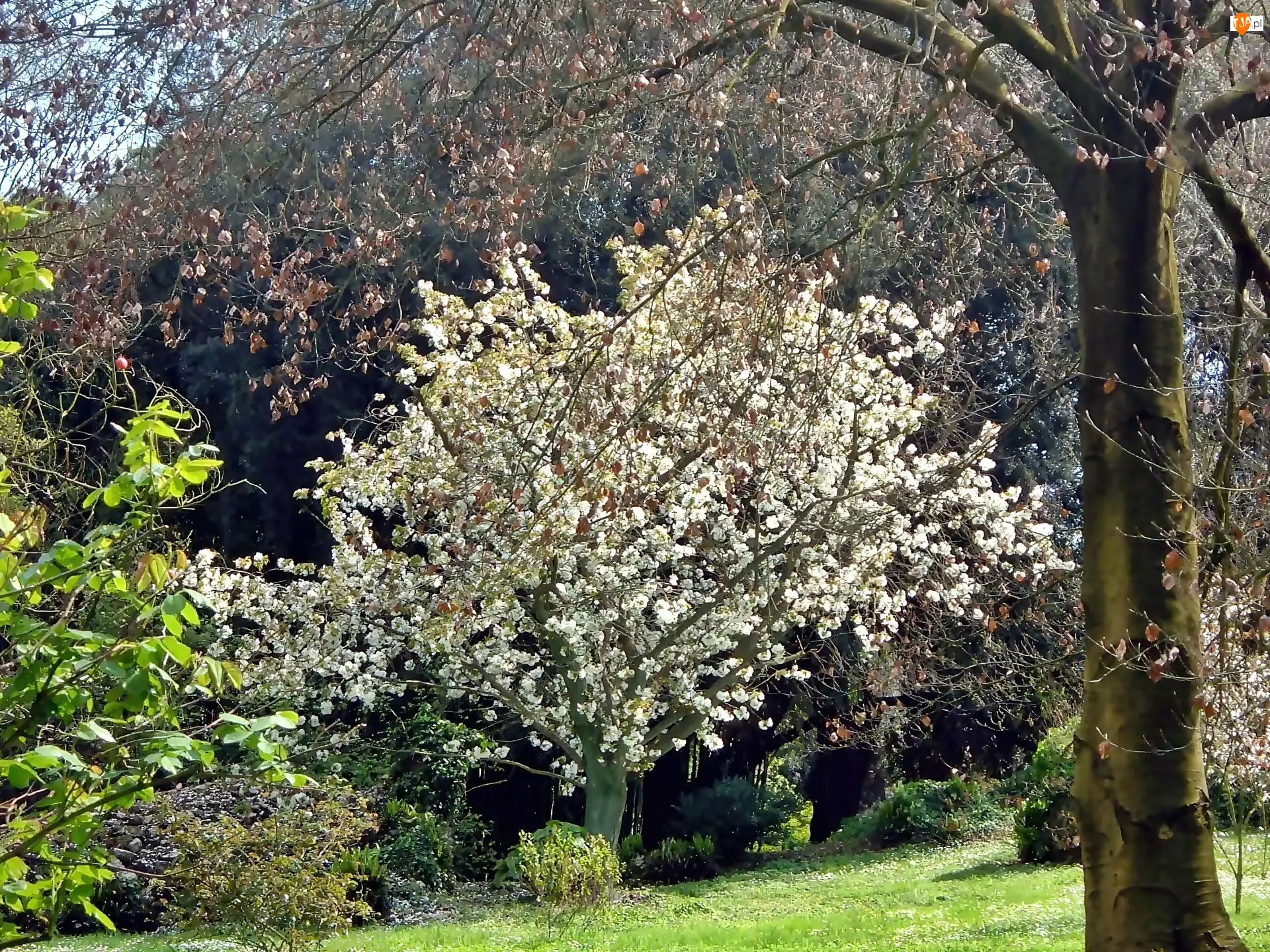 Drzewo, Wiosna, Park, Kwitnące