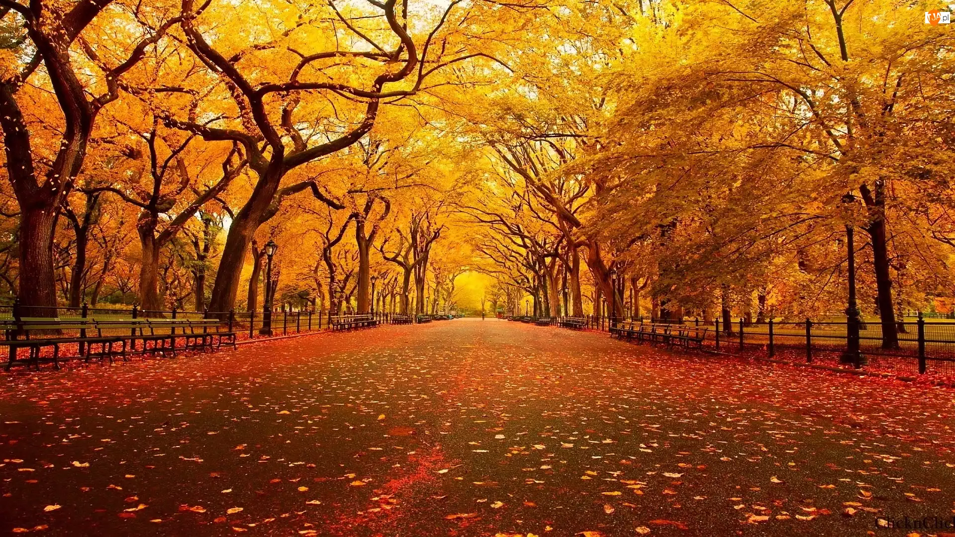 Jesień, Żółte, Park