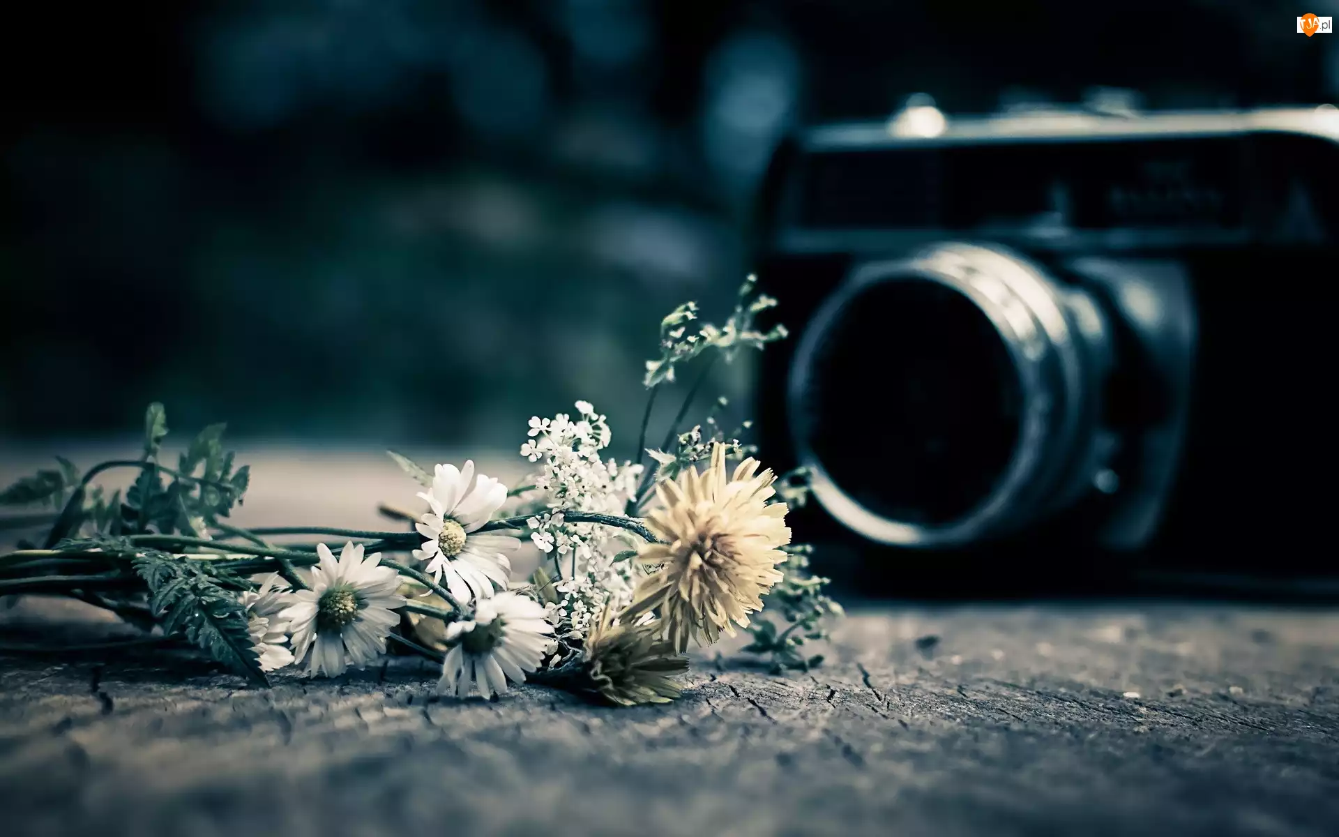 Aparat, Kwiaty, Fotograficzny, Polne