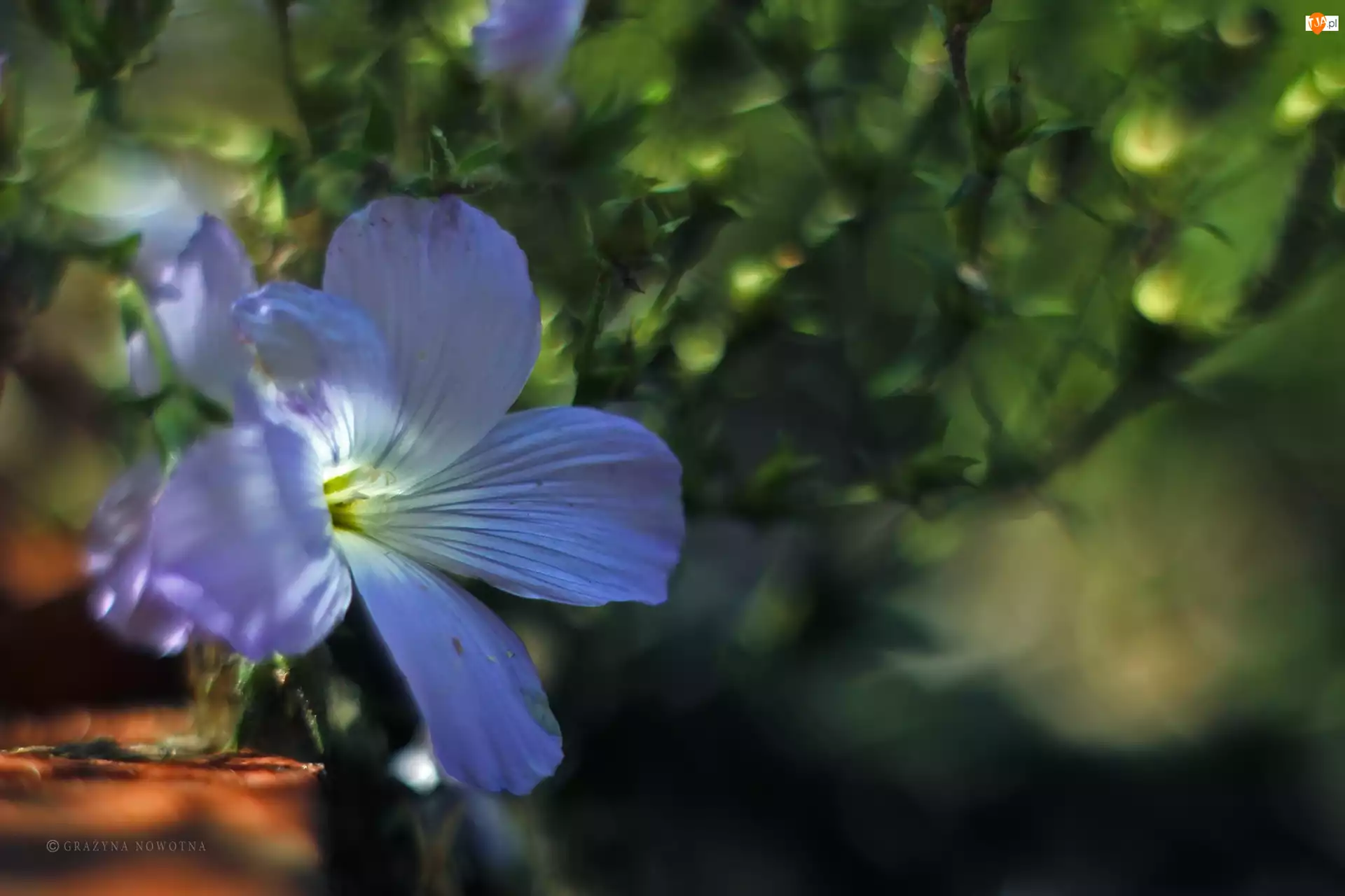 Kwiat, Len Włochaty, Niebieski