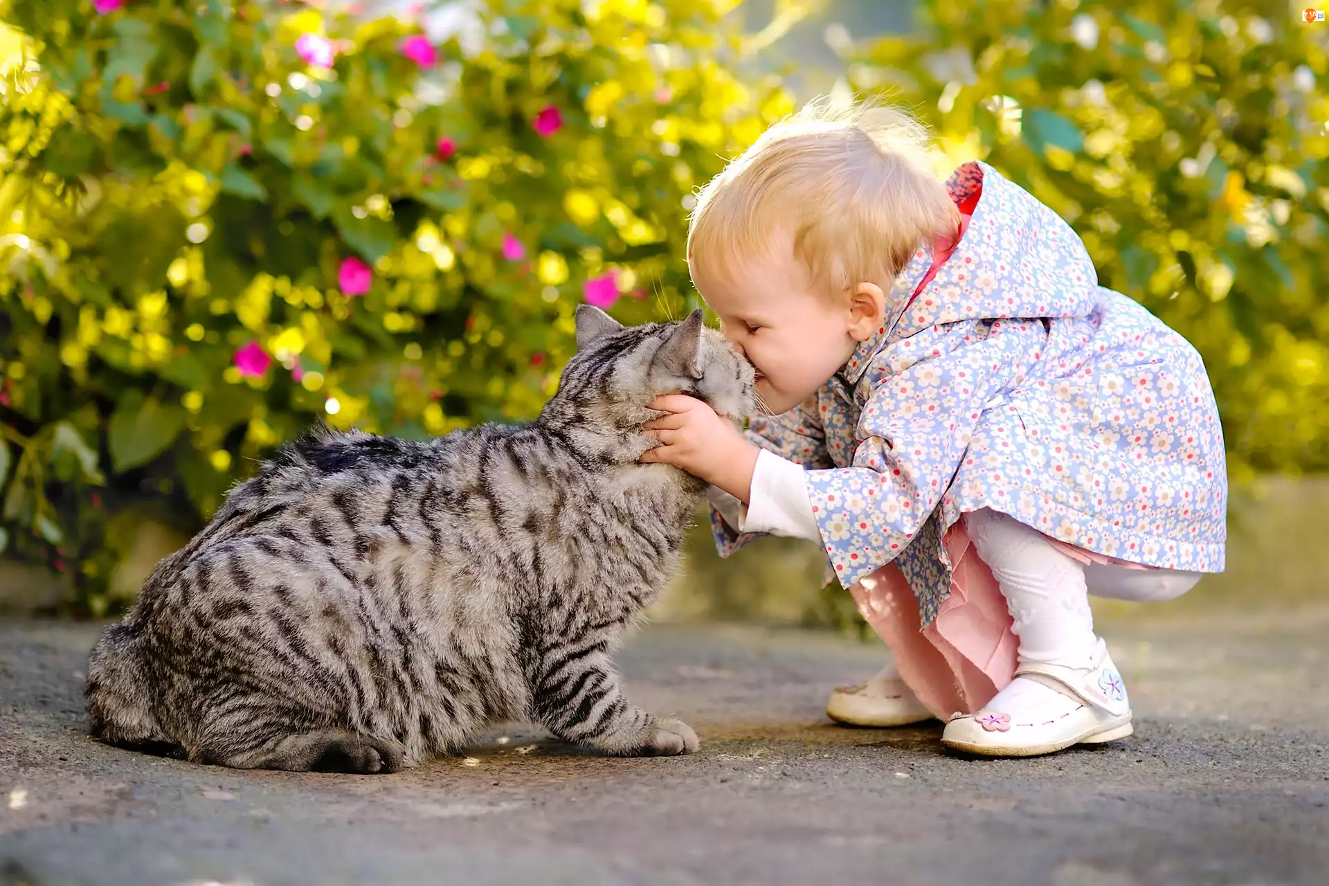Kot, Pocałunek, Dziecko, Przytulanie