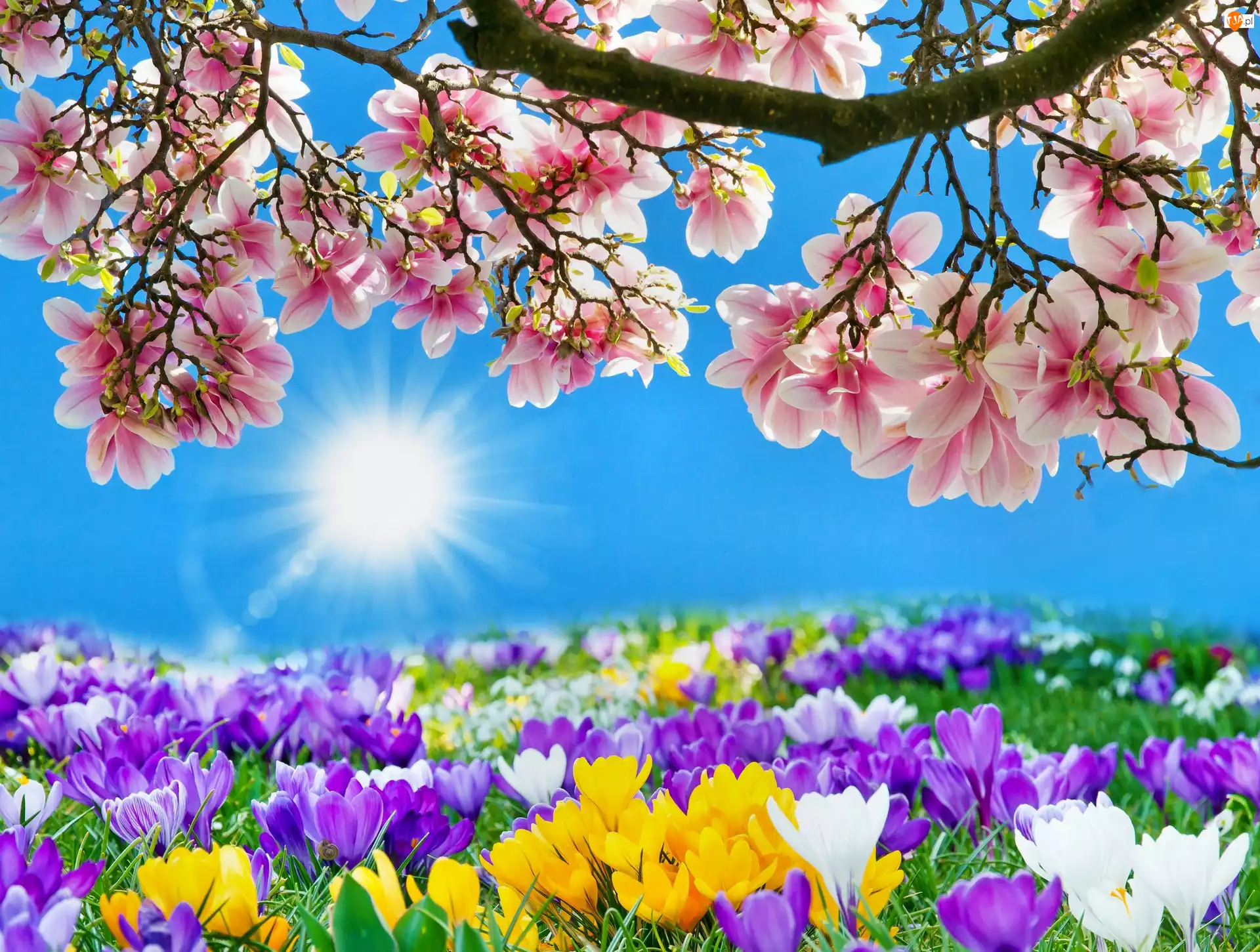 Wiosenne, Wiosna, Kwiaty, Słońce