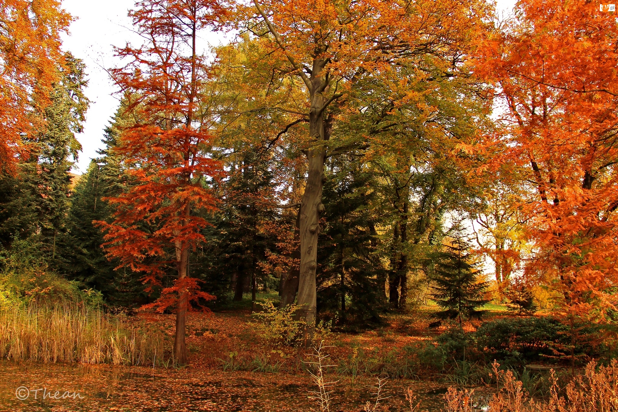 Jesień, Ogród Dendrologiczny, Kolorowe, Drzewa, Liście