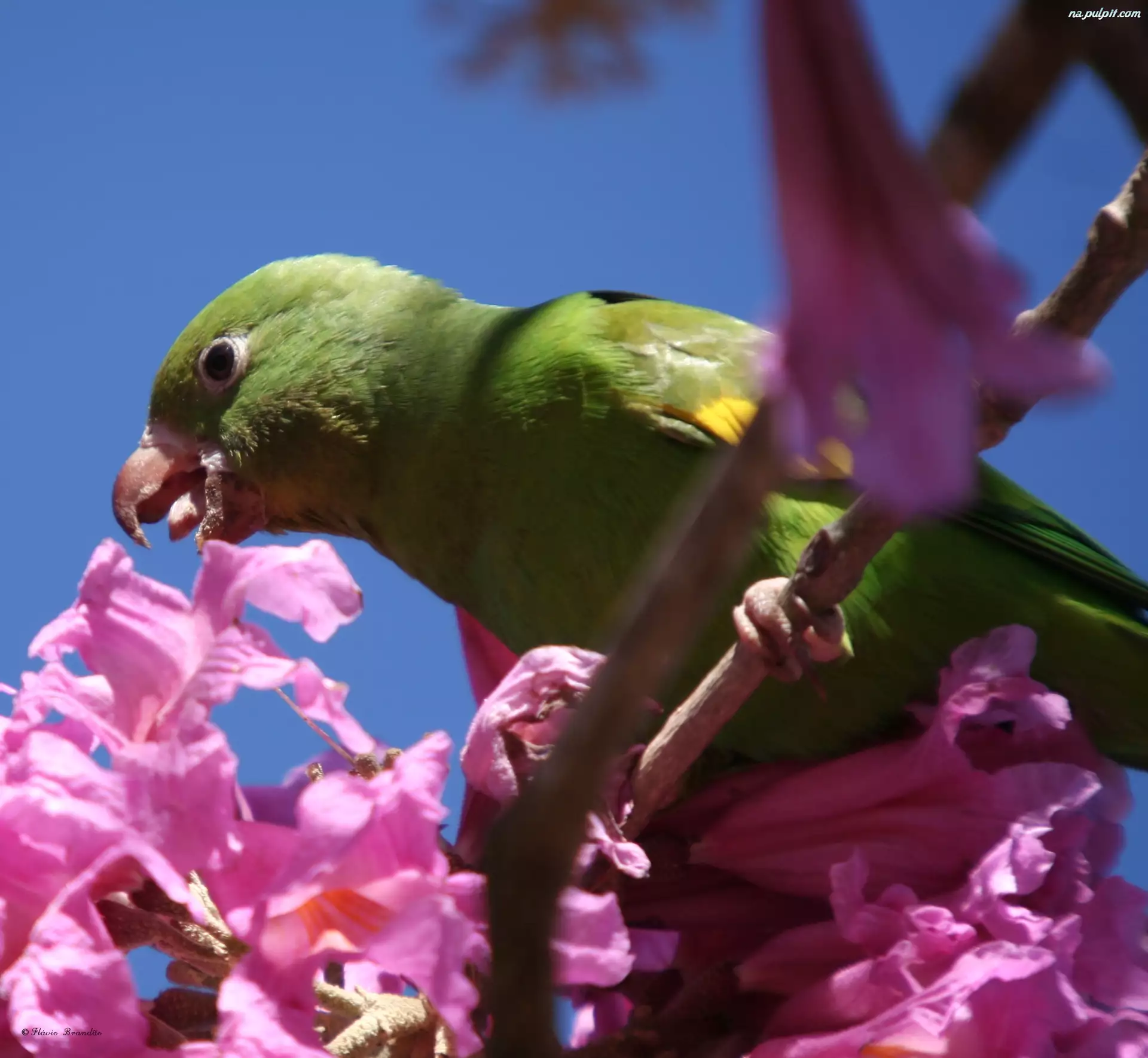 Kwiaty, Papuga