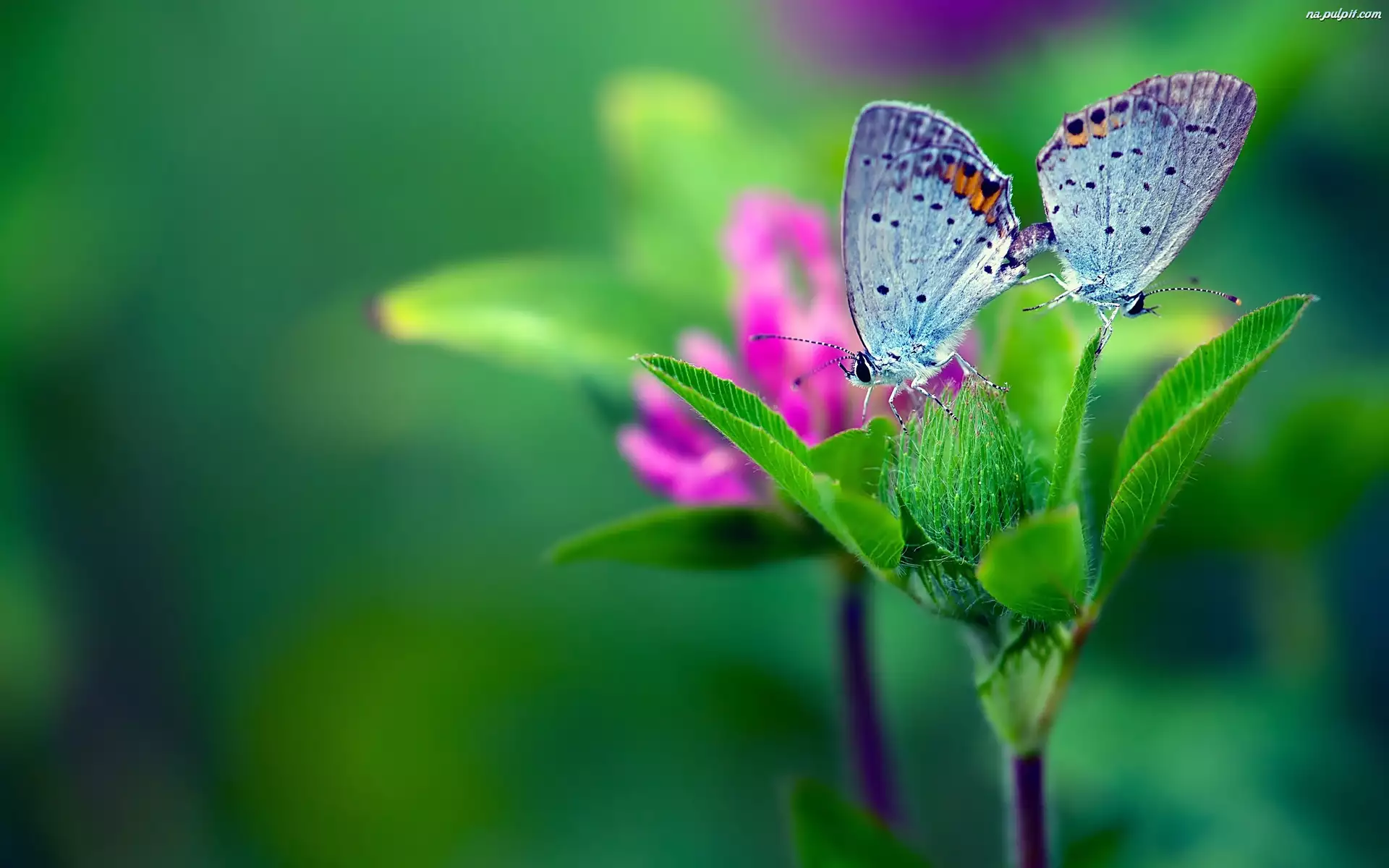Zieleń, Motyle, Kwiat