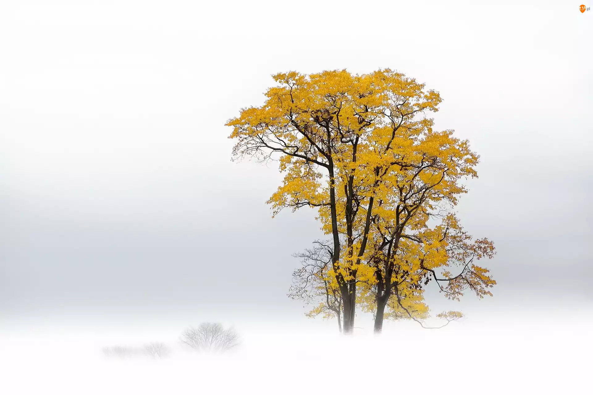 Mgła, Jesień, Drzewo