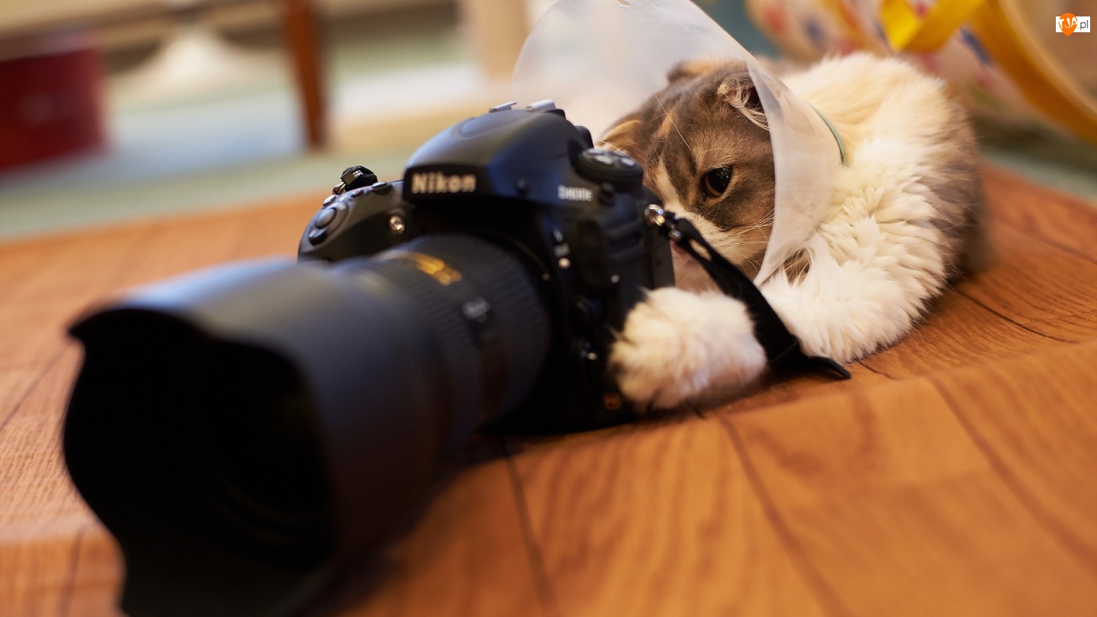 Nikon, Kot, Aparat, Fotograficzny