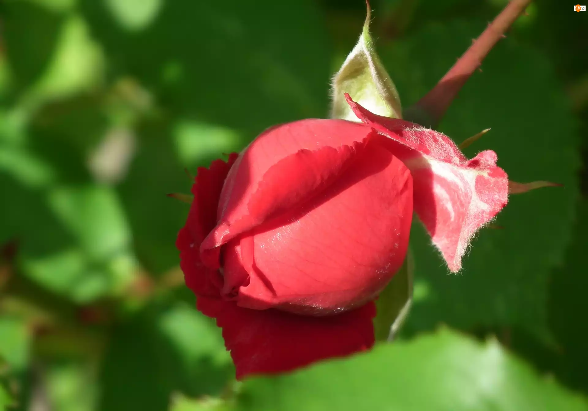 Róża, Przyroda, Kwiat