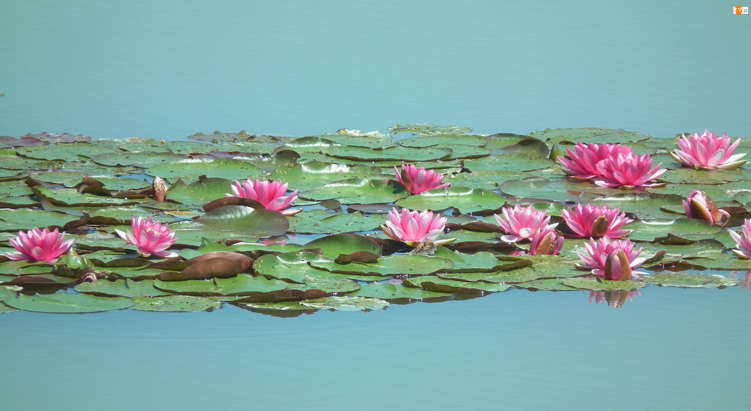 Lilie wodne, Przyroda, Kwiaty
