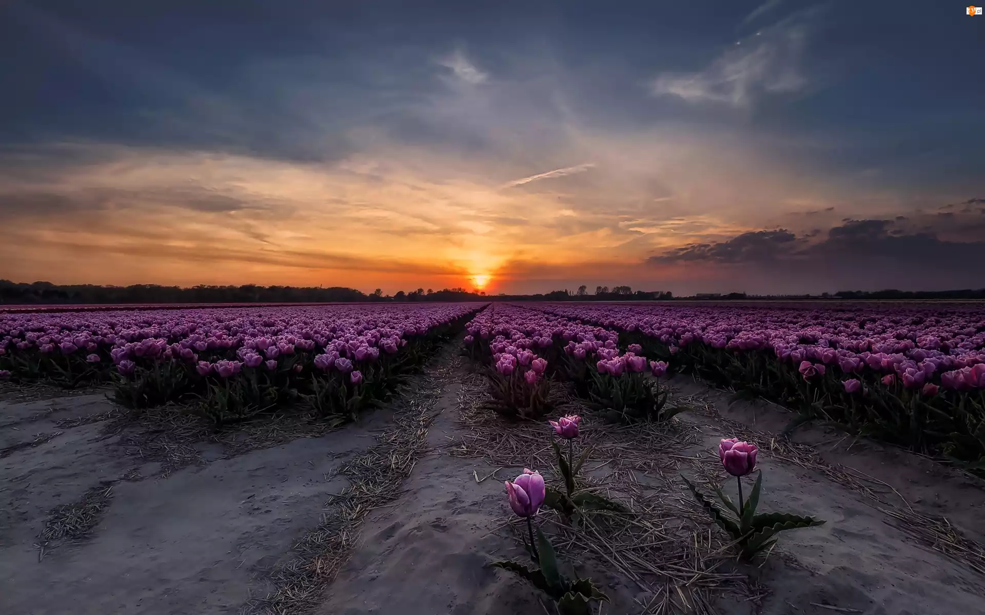 Tulipany, Zachód słońca