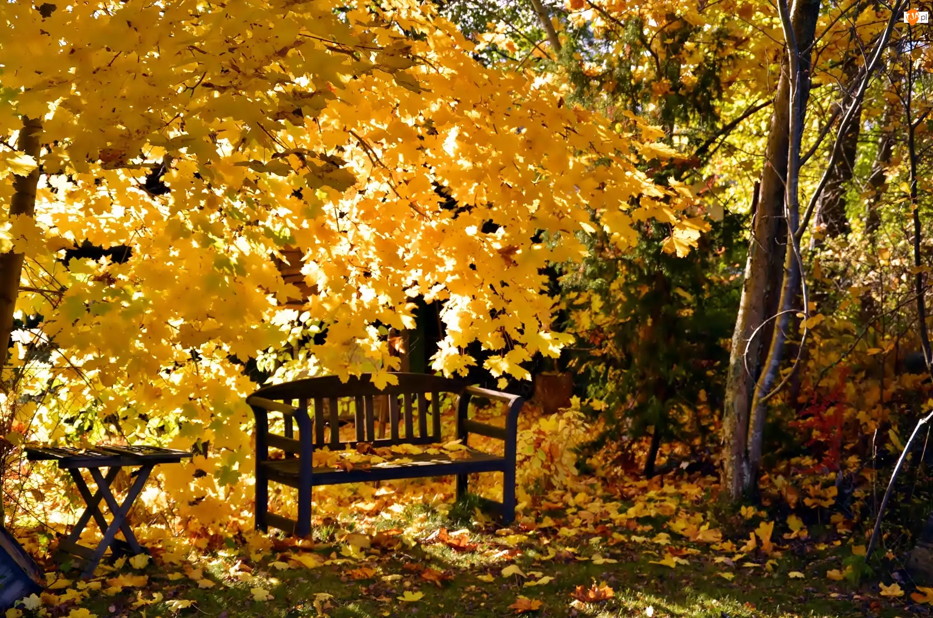 Żółte liście, Park, Ławka
