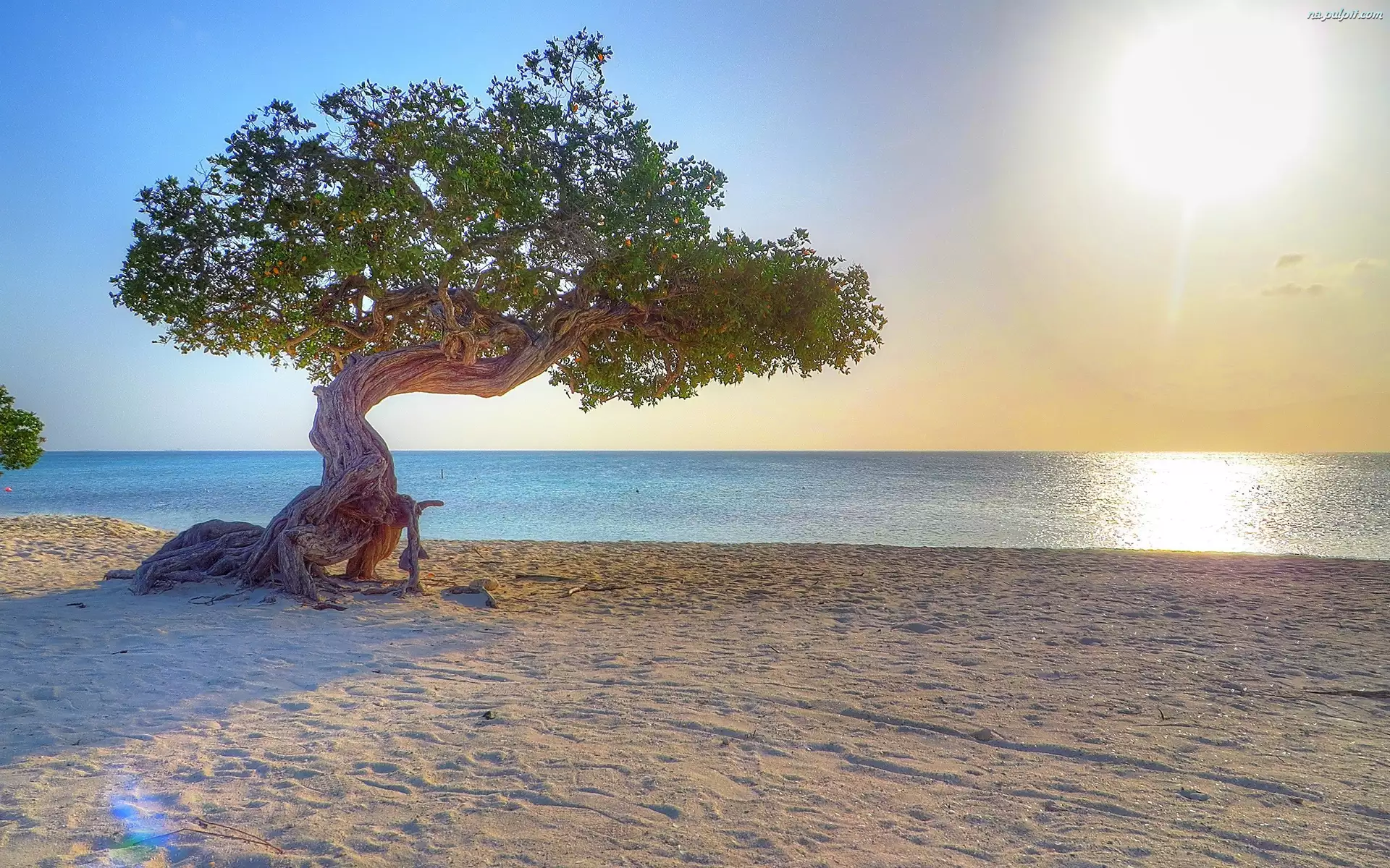 Morze, Aruba, Drzewo, Słońce