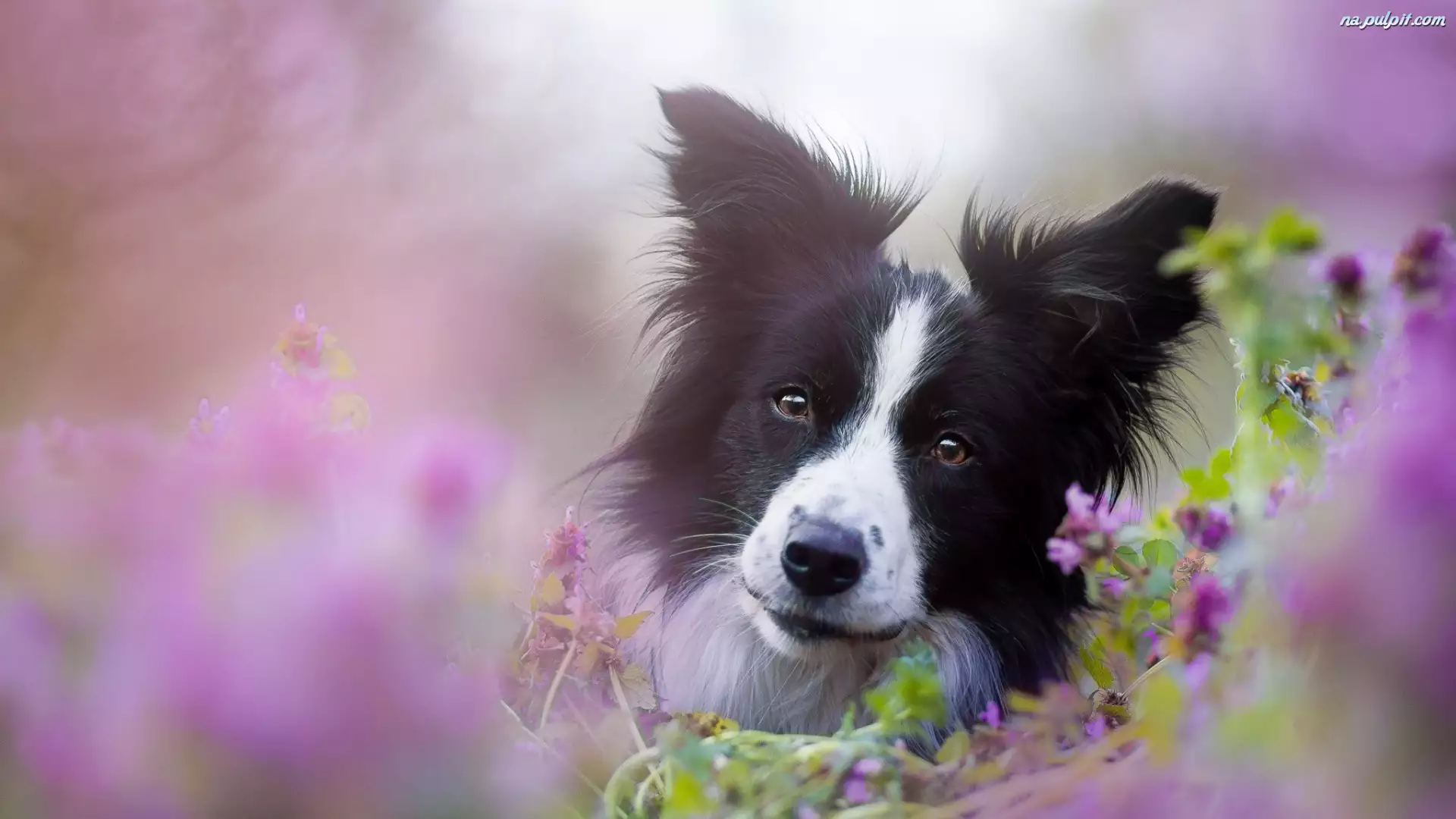 Pies, Kwiaty, Border, Collie