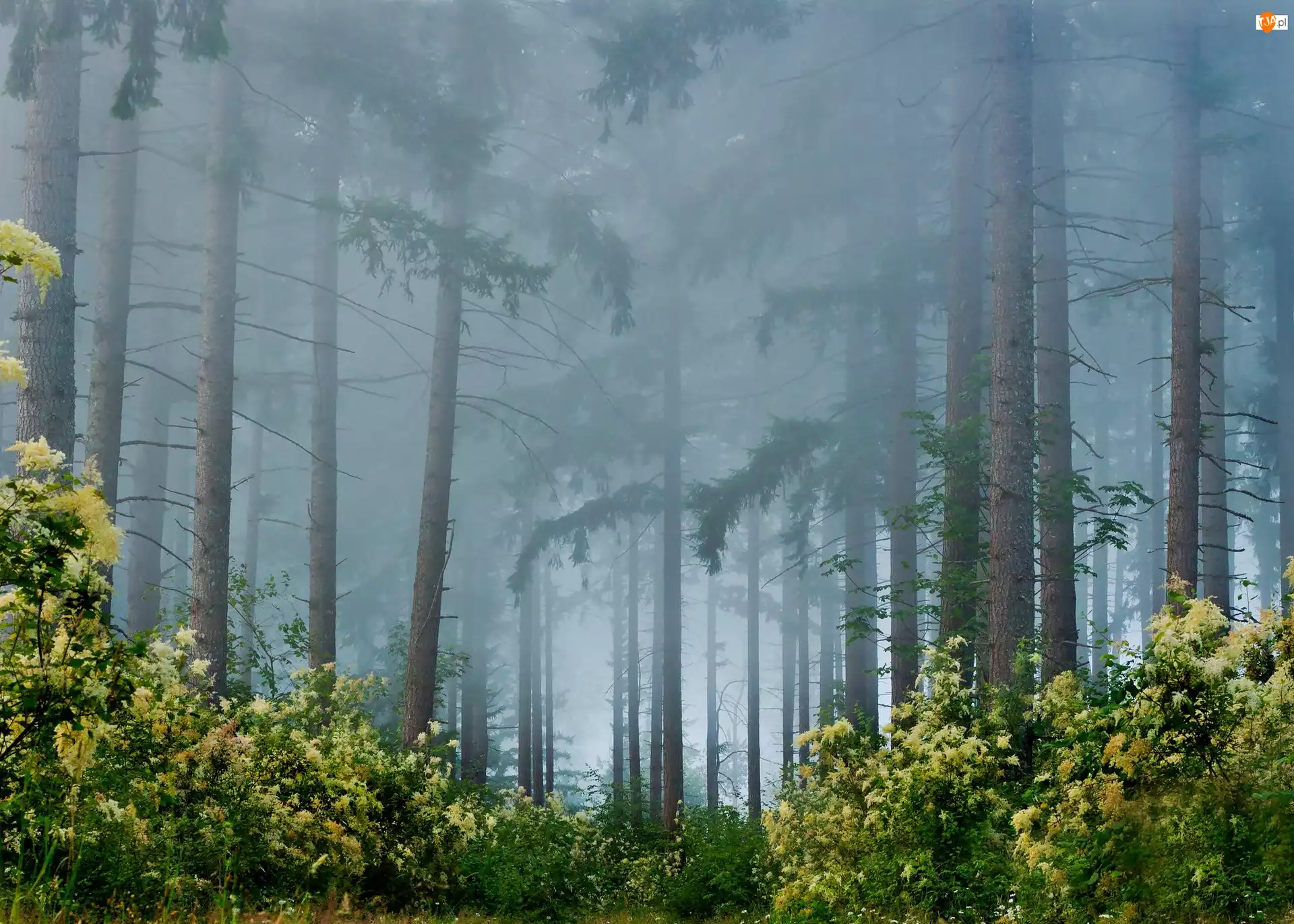 Las, Mgła