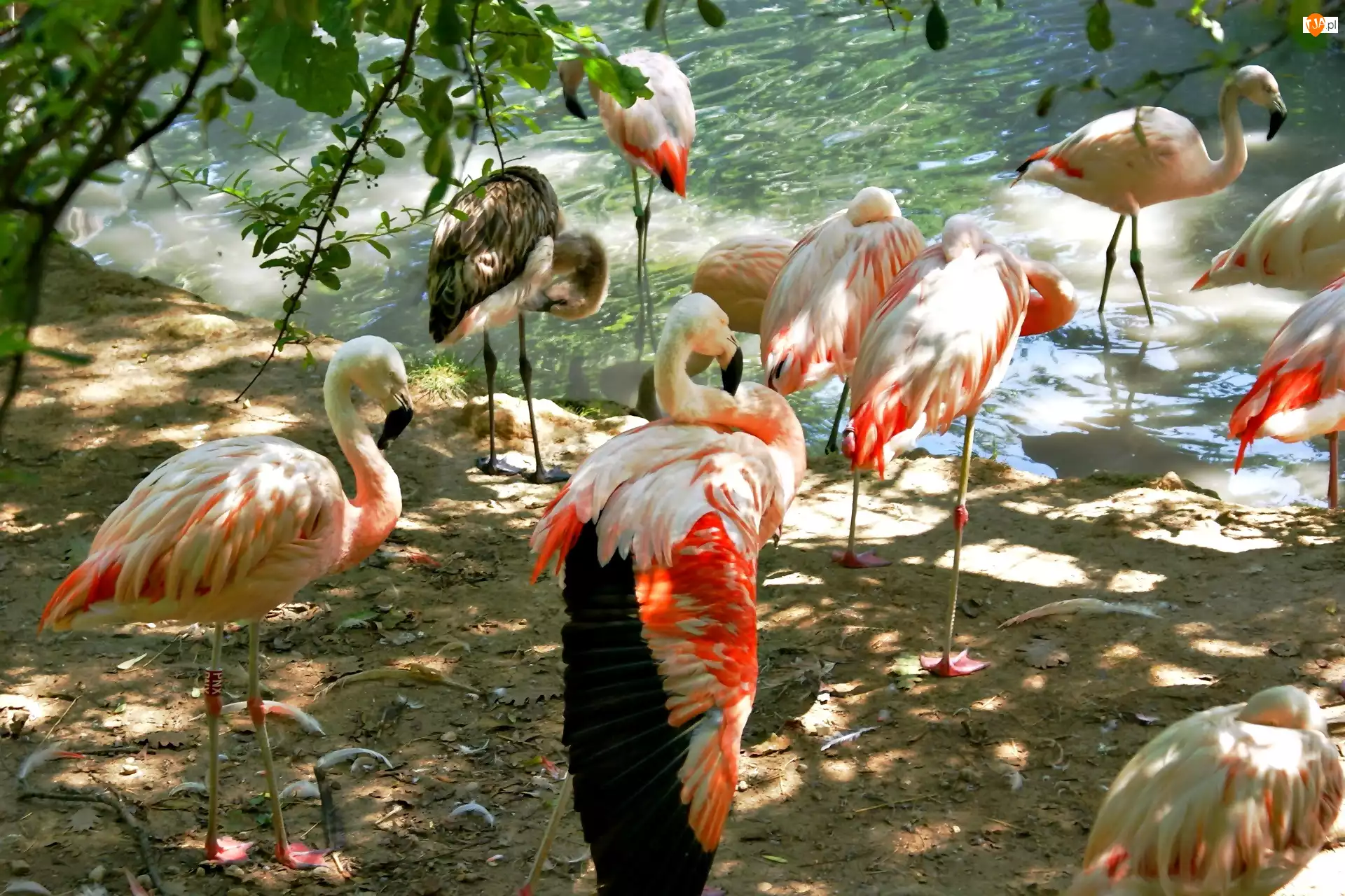 Flamingi, Woda, Drzewo, Przebijające światło