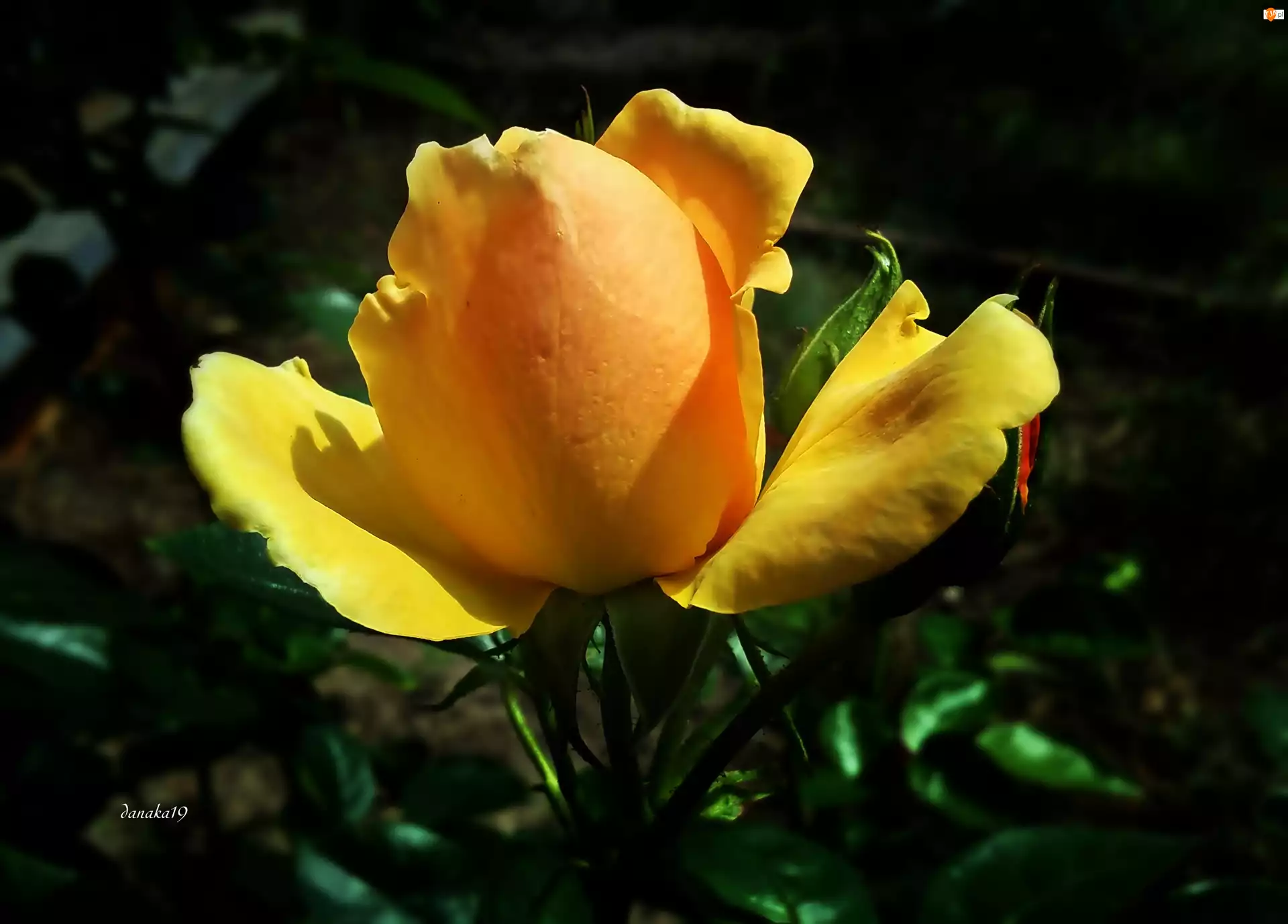 Róża, Kwiat, Pomarańczowa