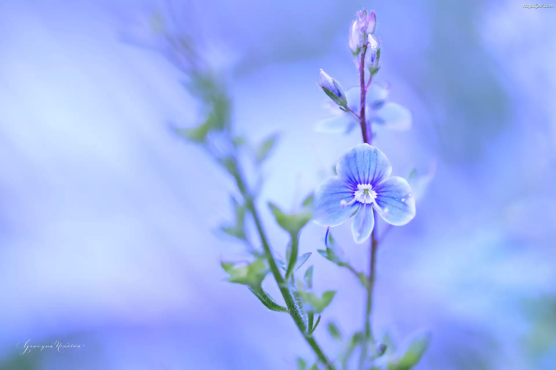 Kwiat, Przetacznik, Niebieski