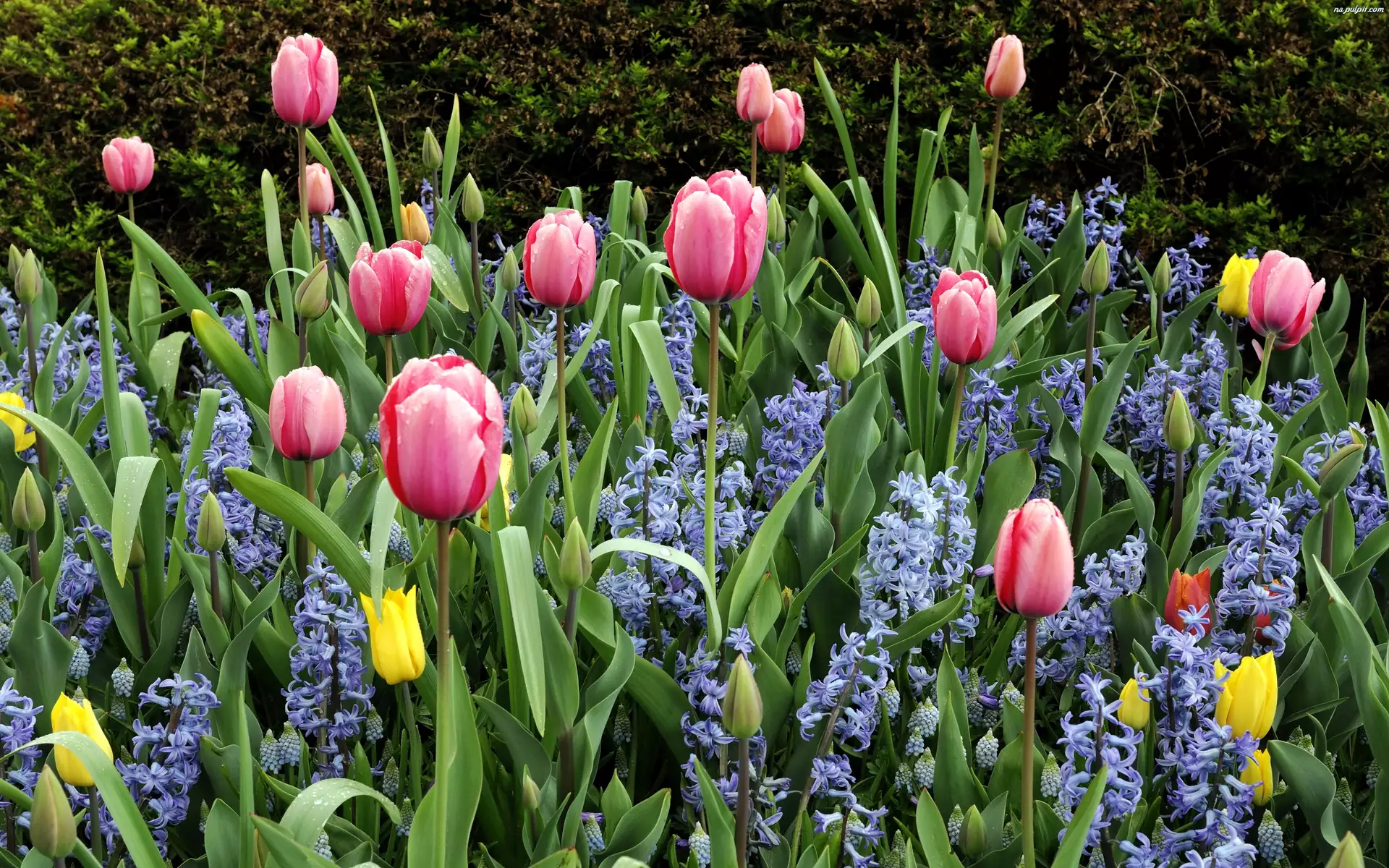Ogród, Tulipany, Hiacynty