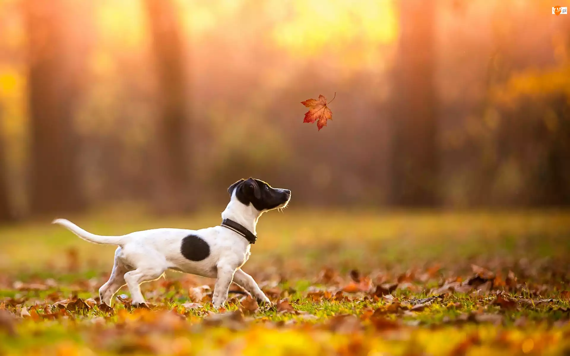 Jack Russell terrier, Jesień, Liść, Liście, Pies