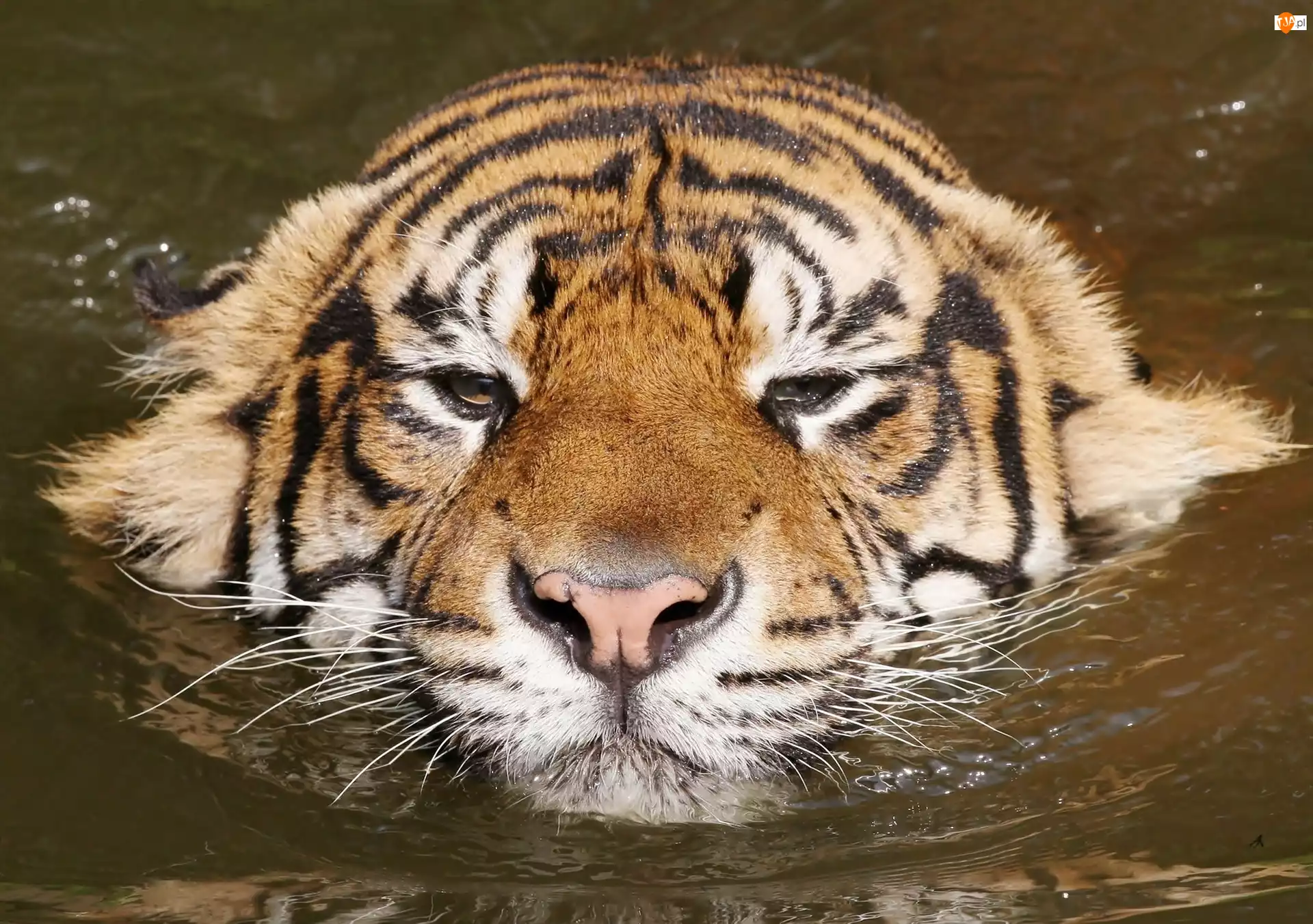 Woda, Tygrys, Głowa