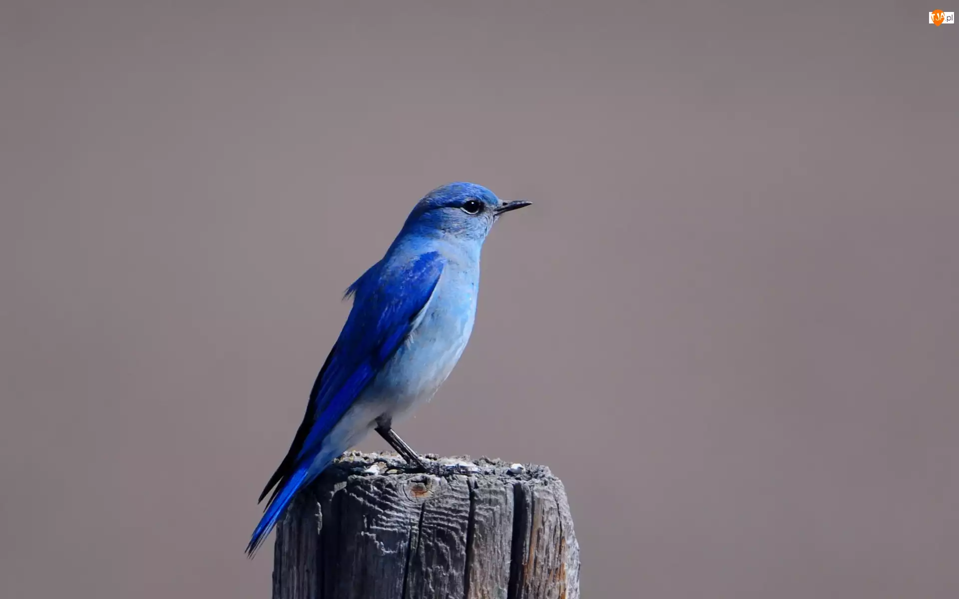 Niebieski, Ptak