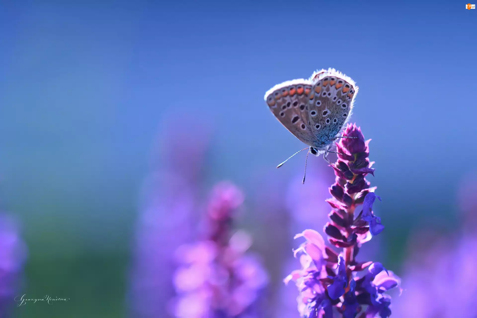 Kwiat, Modraszek, Motyl