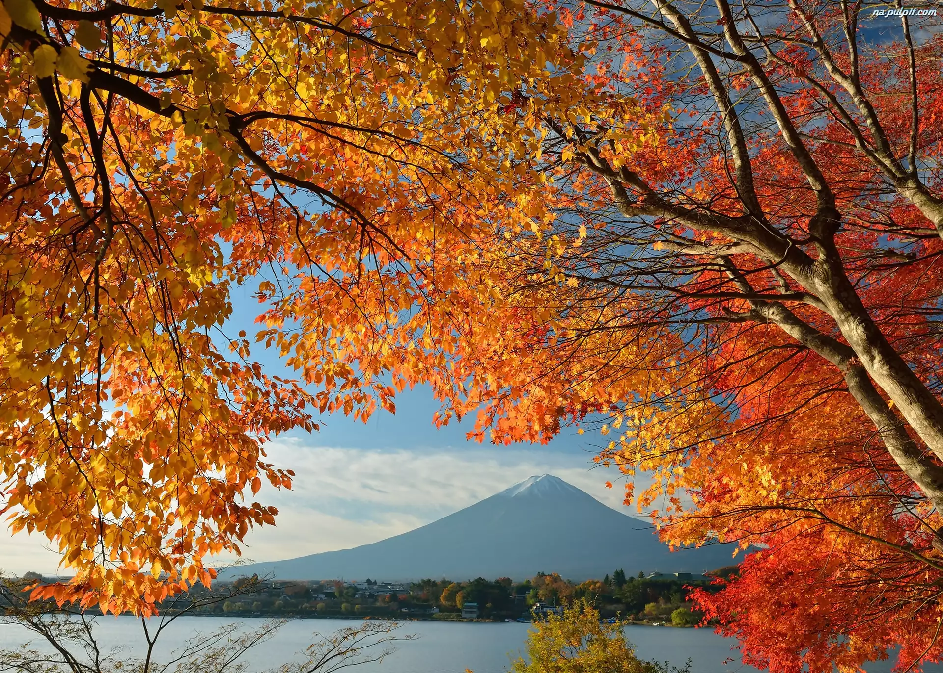 Góra Japonia Fuji Gałęzie