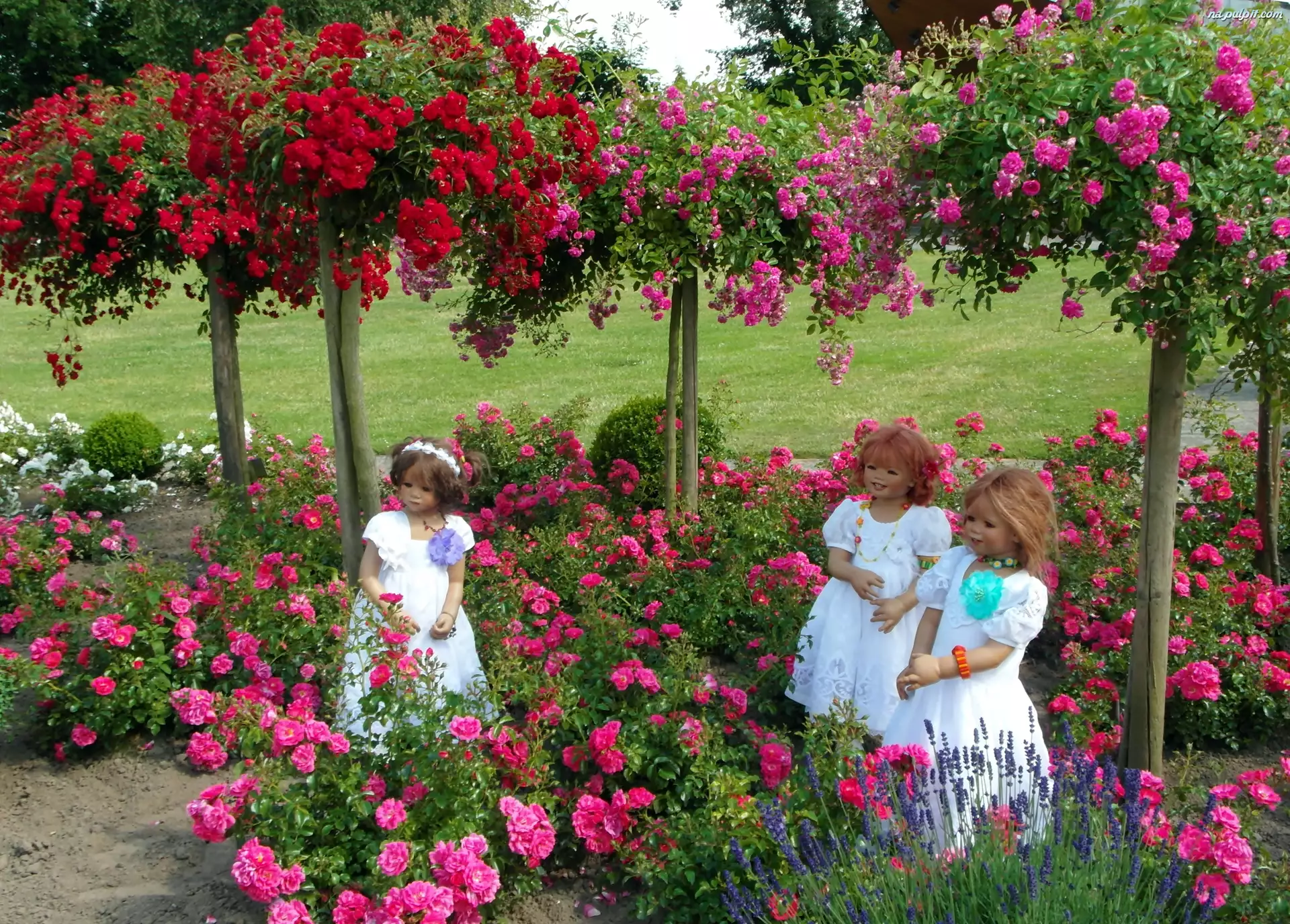Róże, Dziewczynki, Ogród