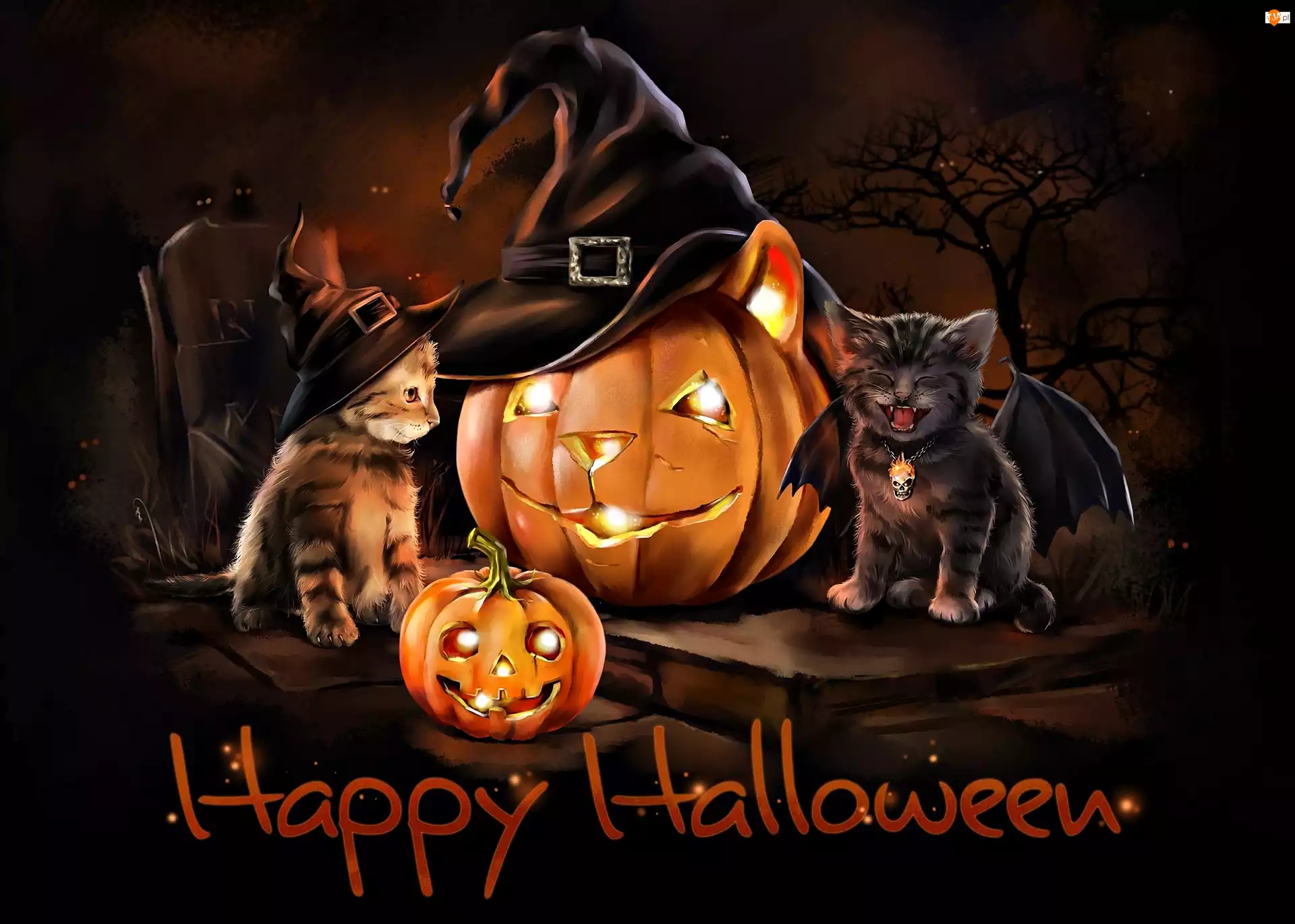 Koty, Halloween, Dynie