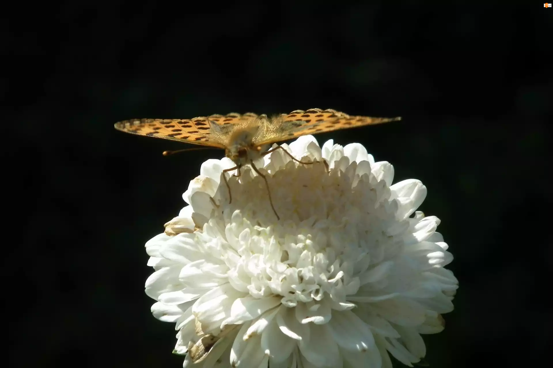 Motyl, Aster, Perłowiec malinowiec, Kwiat