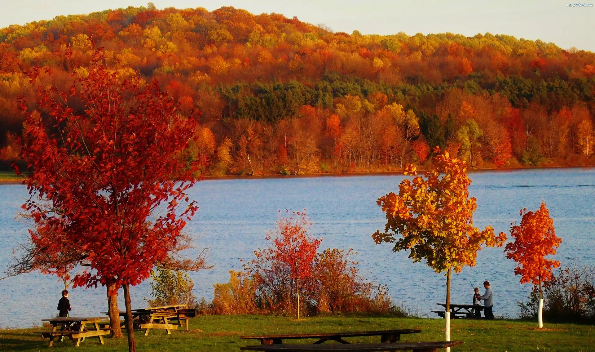 Jezioro, Krzewy, Jesień, Drzewa