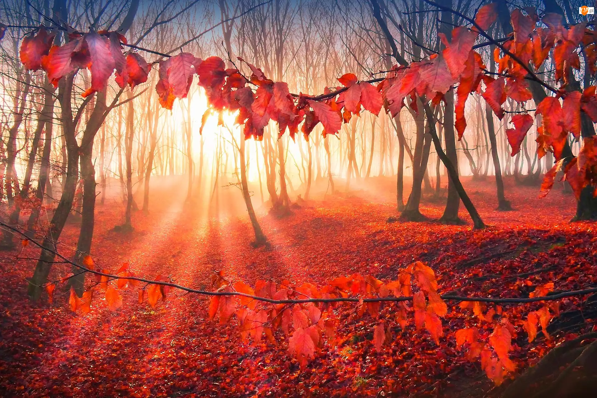 Jesień, Drzewa, Promienie, Liście, Słońca, Las