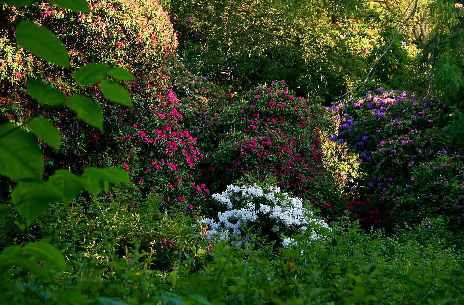 Ogród, Kwiaty