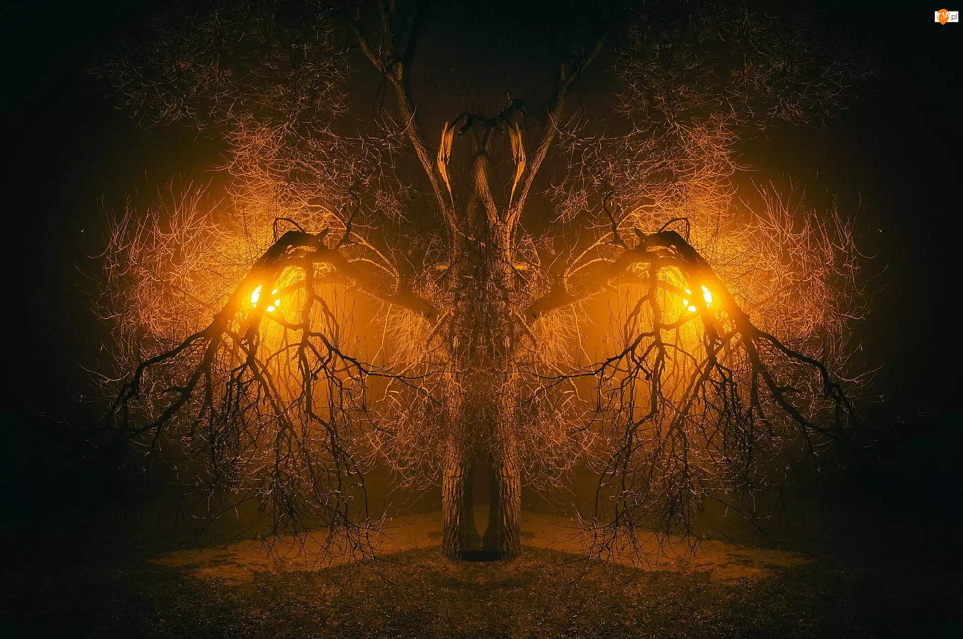 Lampy, Drzewo, Konary