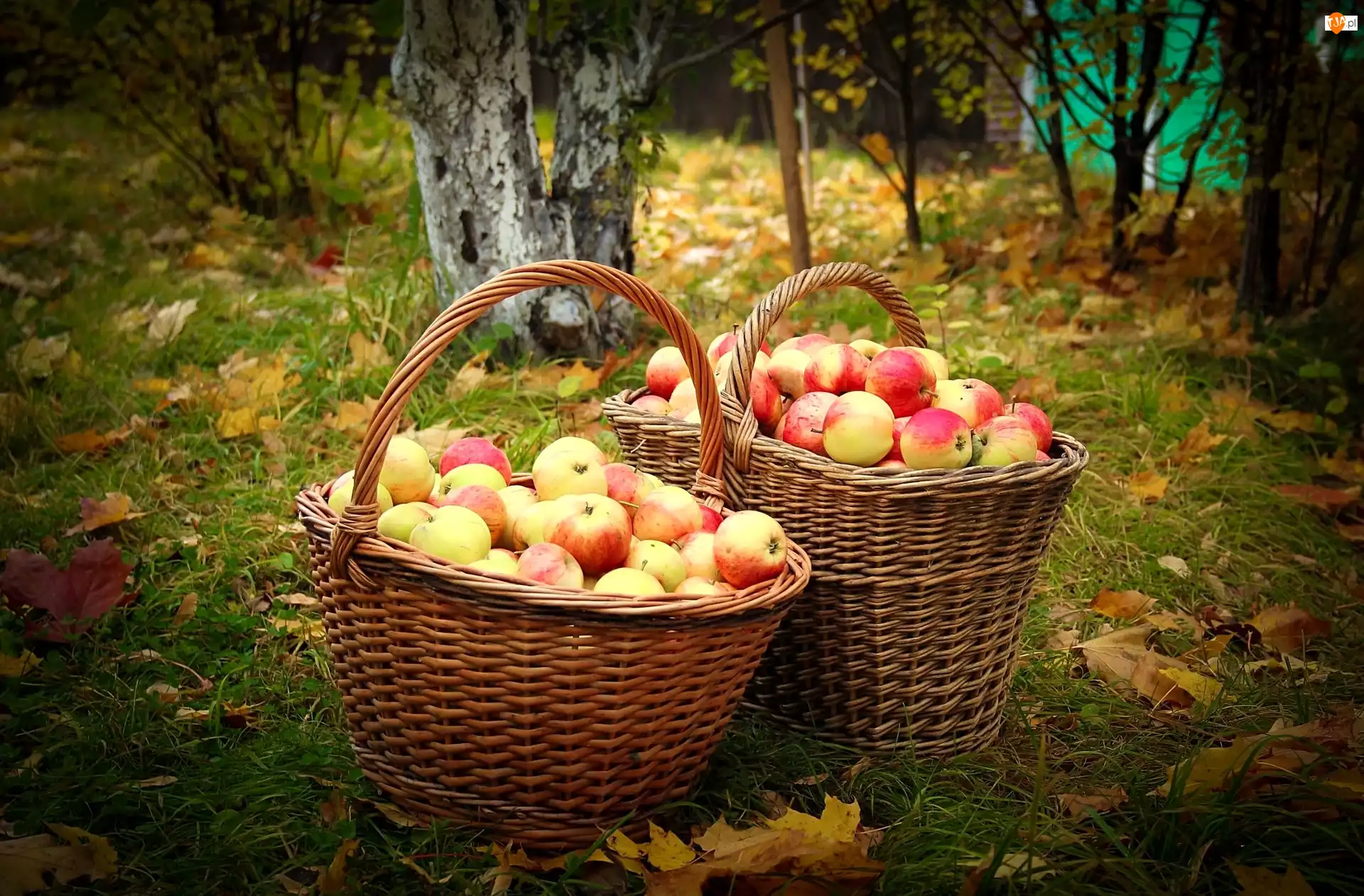 Jabłka, Jesień, Liście, Drzewa, Kosze