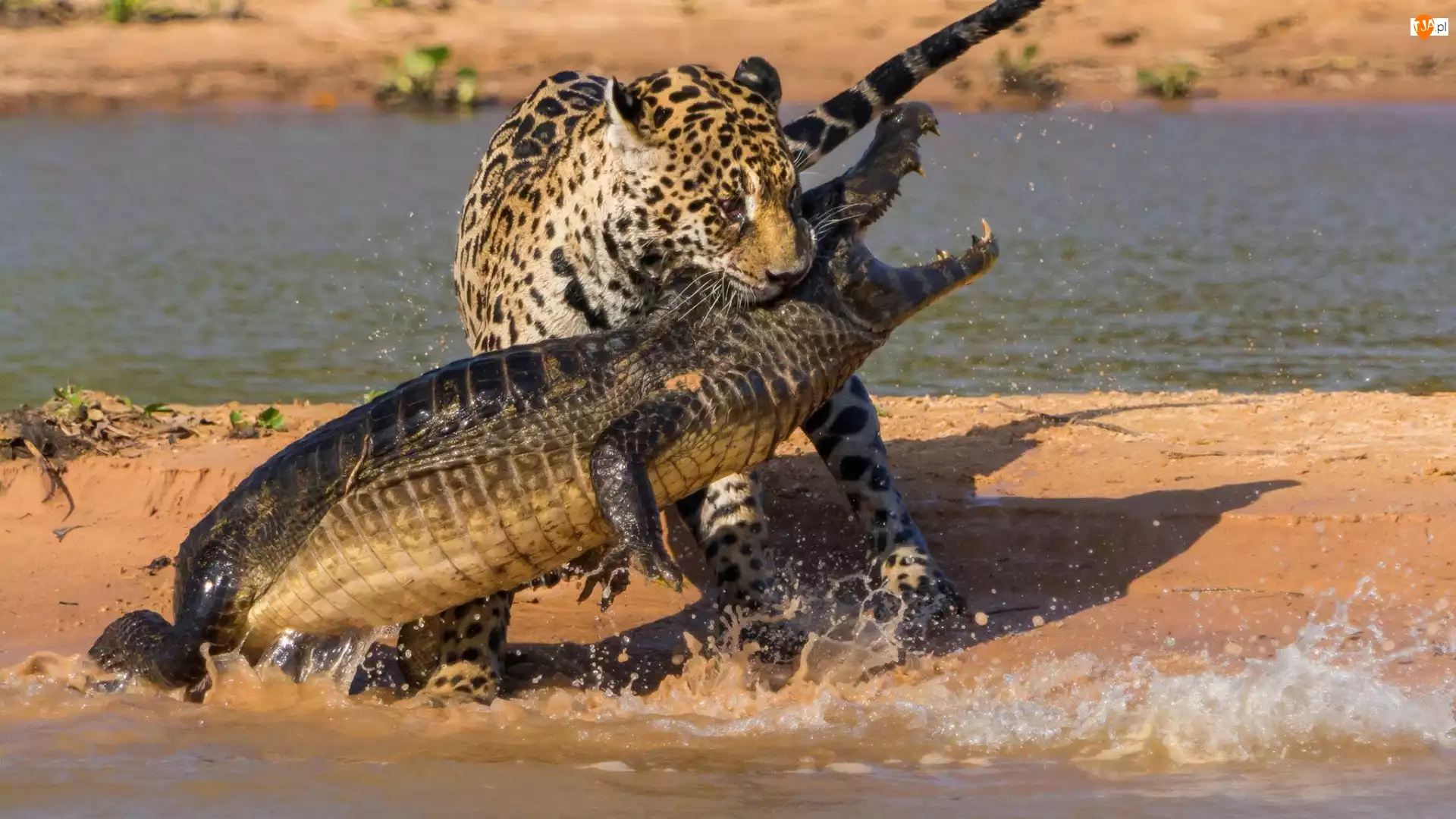 Pojedynek, Krokodyl, Jaguar