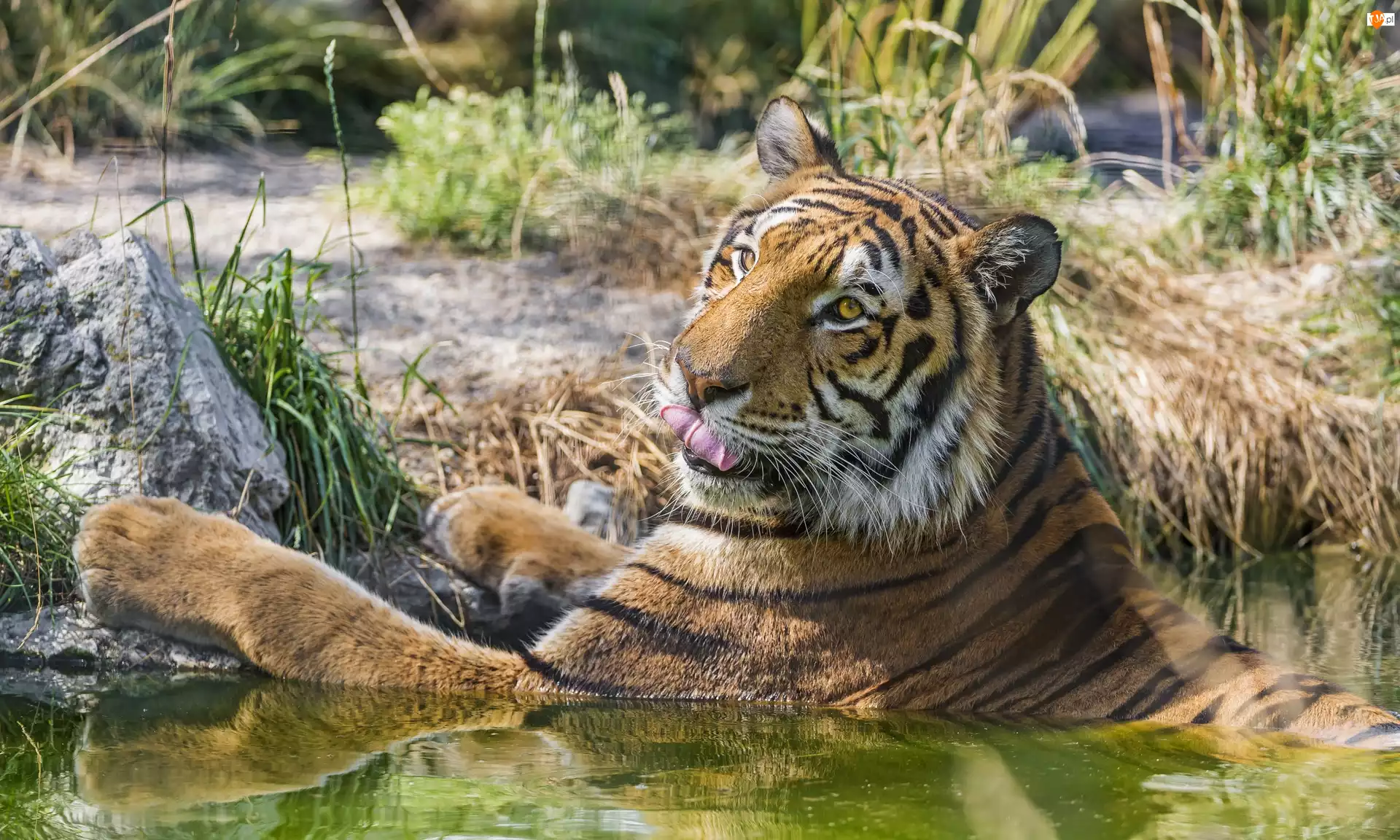 Kąpiel, Tygrys