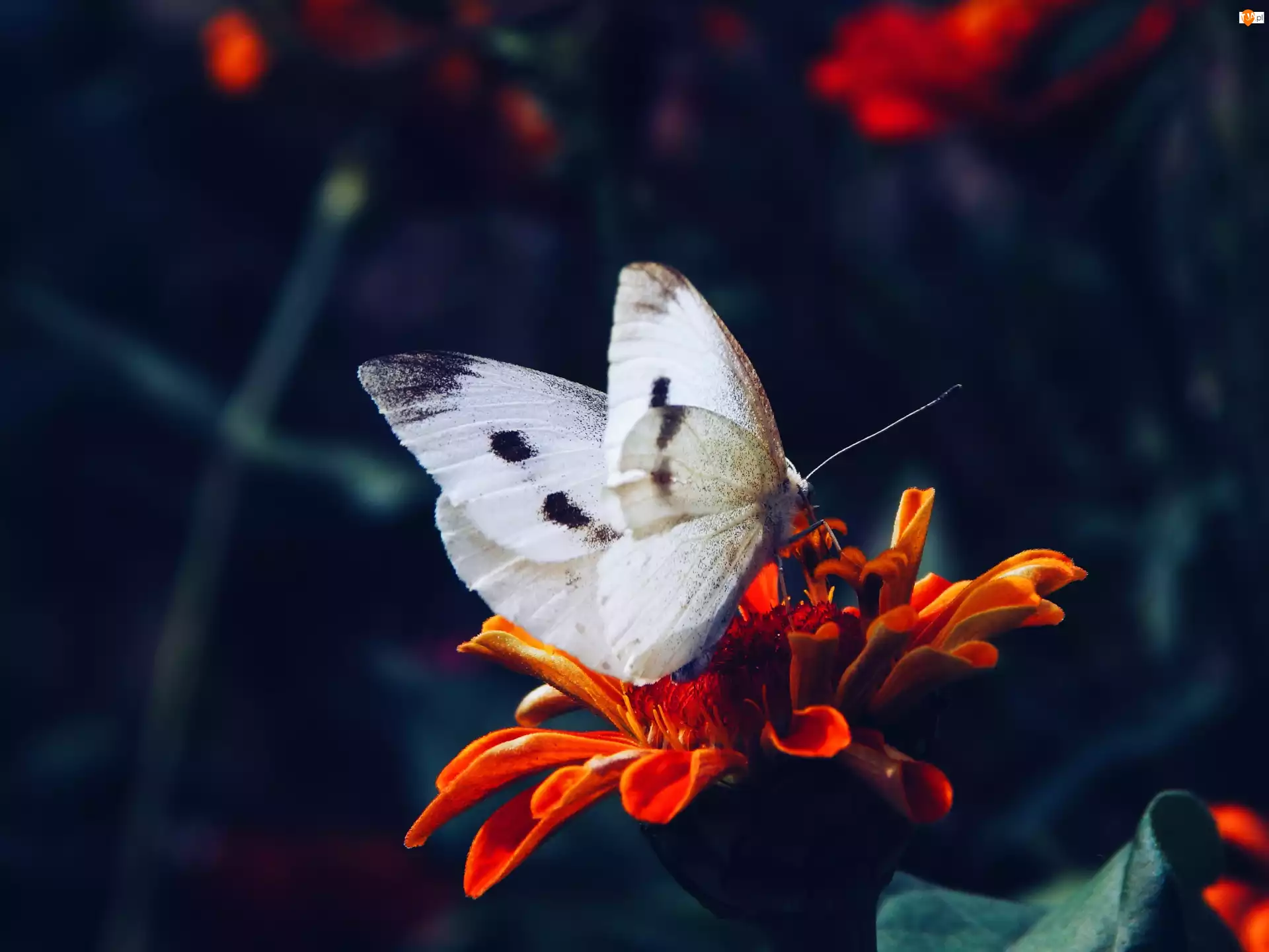 Kwiatek, Motyl, Bielinek