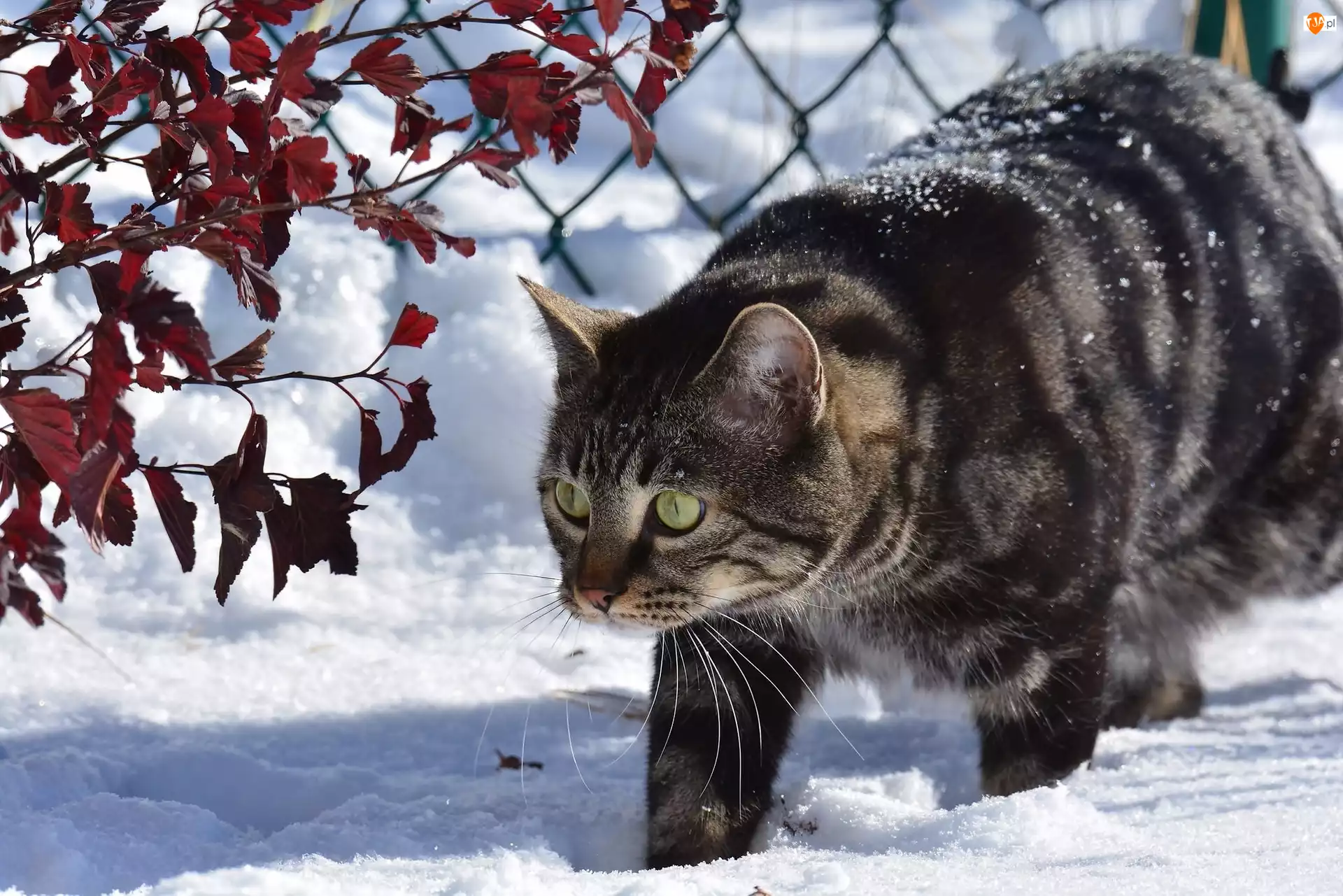 Ogrodzenie, Zima, Spacer, Kot, Śnieg