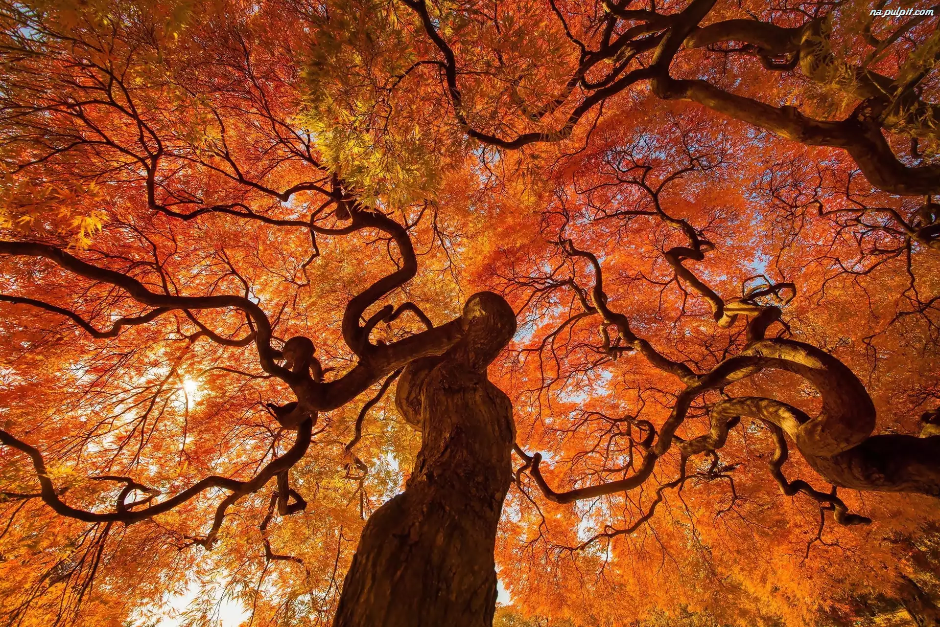 Jesień, Gałęzie, Drzewa, Poskręcane
