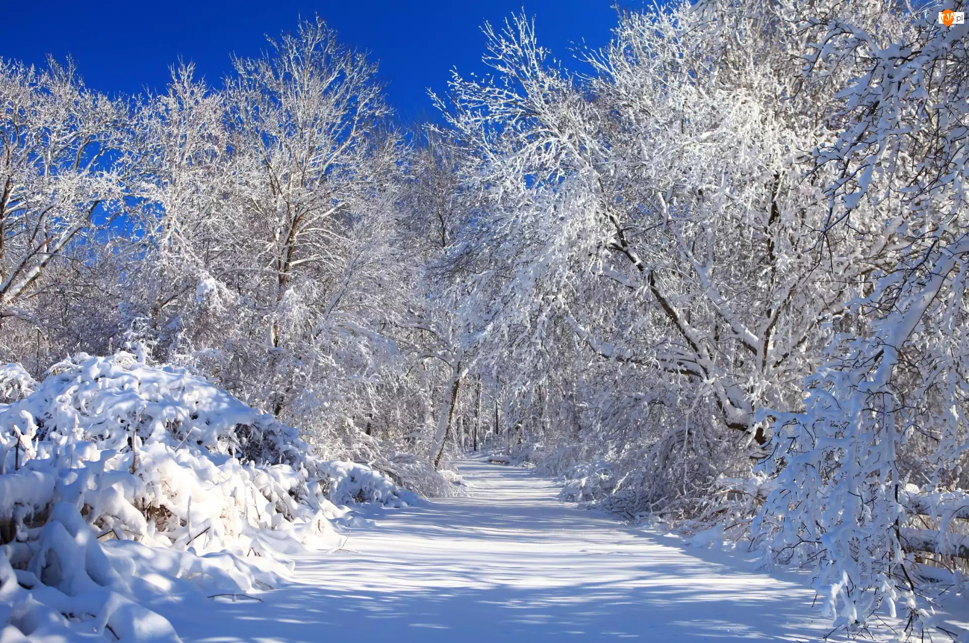Śnieg, Droga, Drzewa, Las, Zima