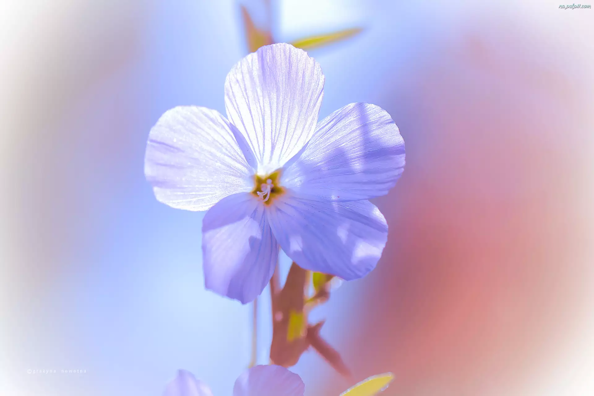 Len włochaty, Niebieski, Kwiat