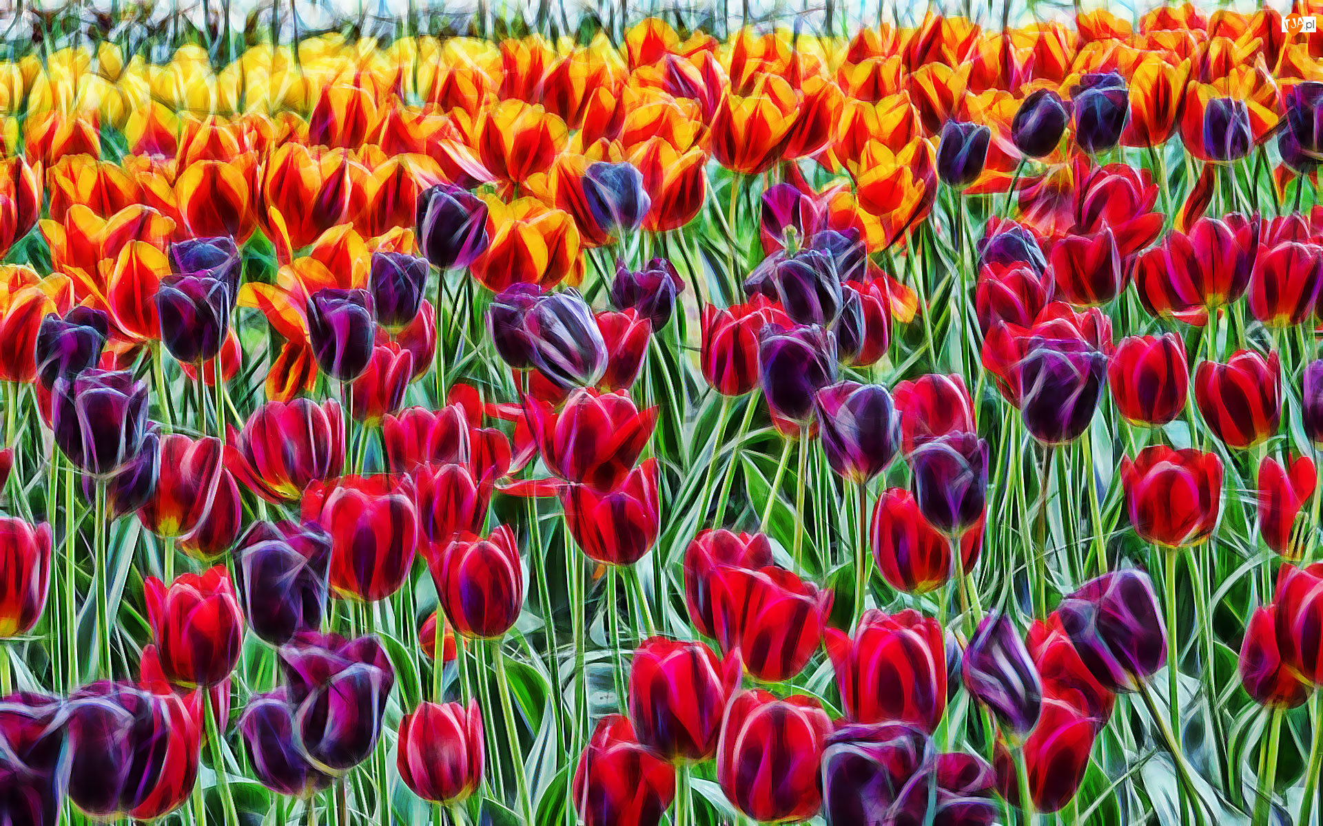 Fractalius, Kolorowe, Tulipany