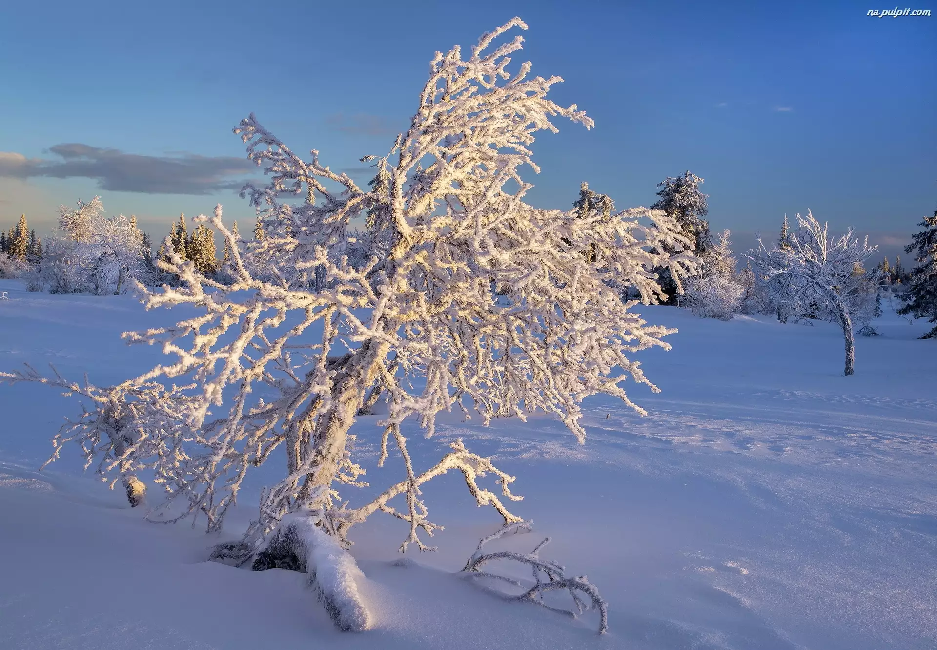 Zima, Drzewo, Śnieg, Ośnieżone