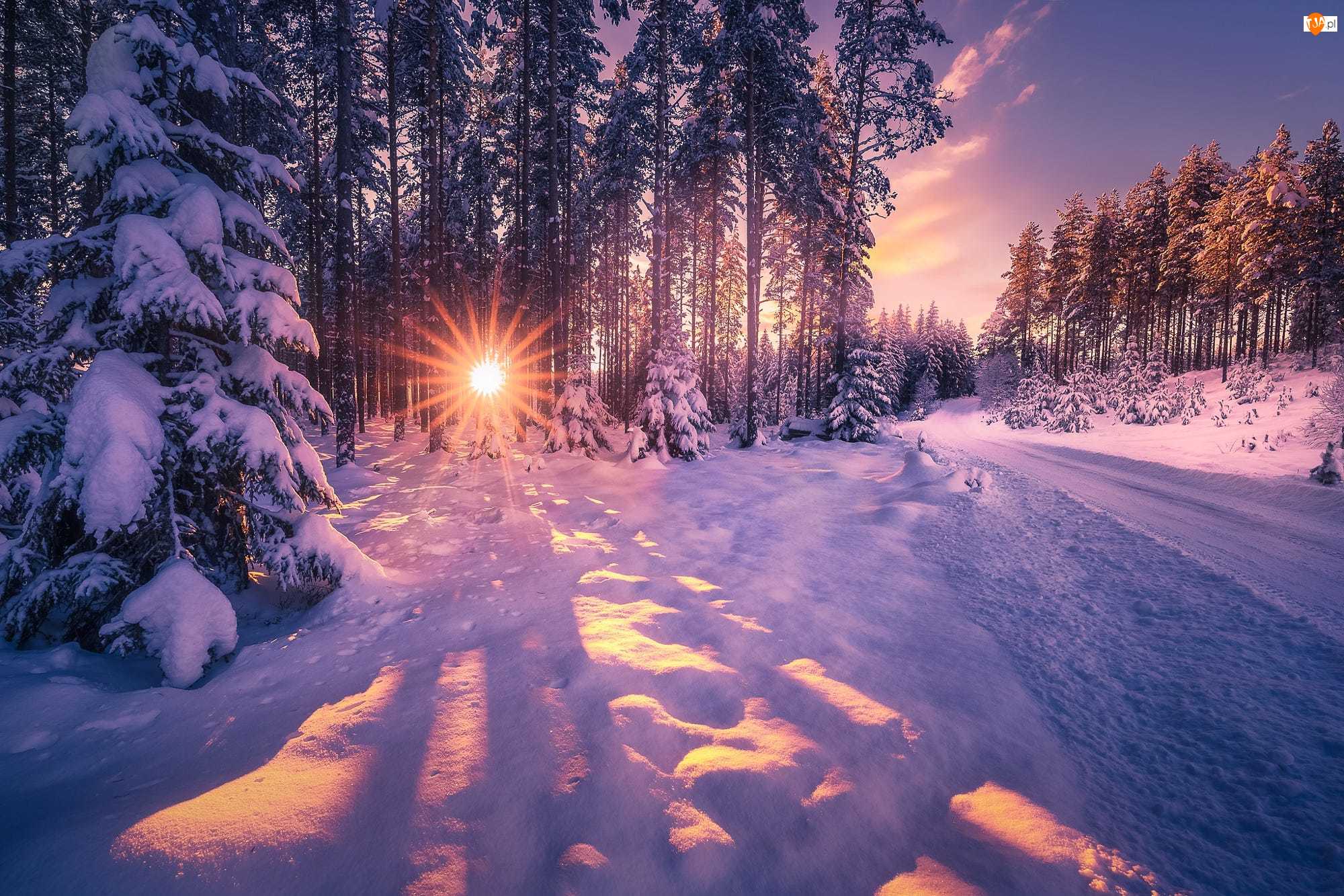 Las, Droga, Zima, Promienie słońca, Śnieg, Drzewa