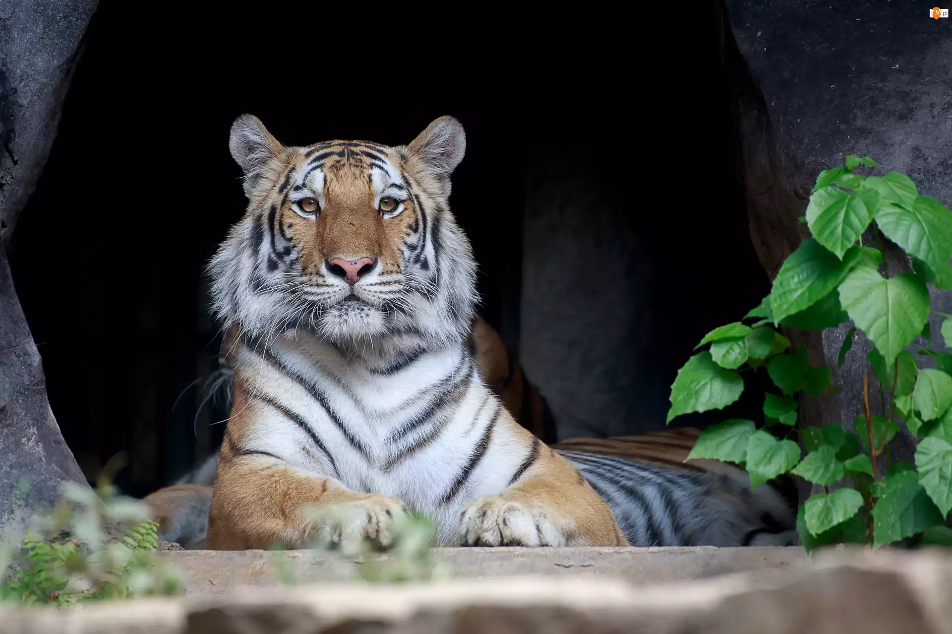 Tygrys bengalski, Leżący