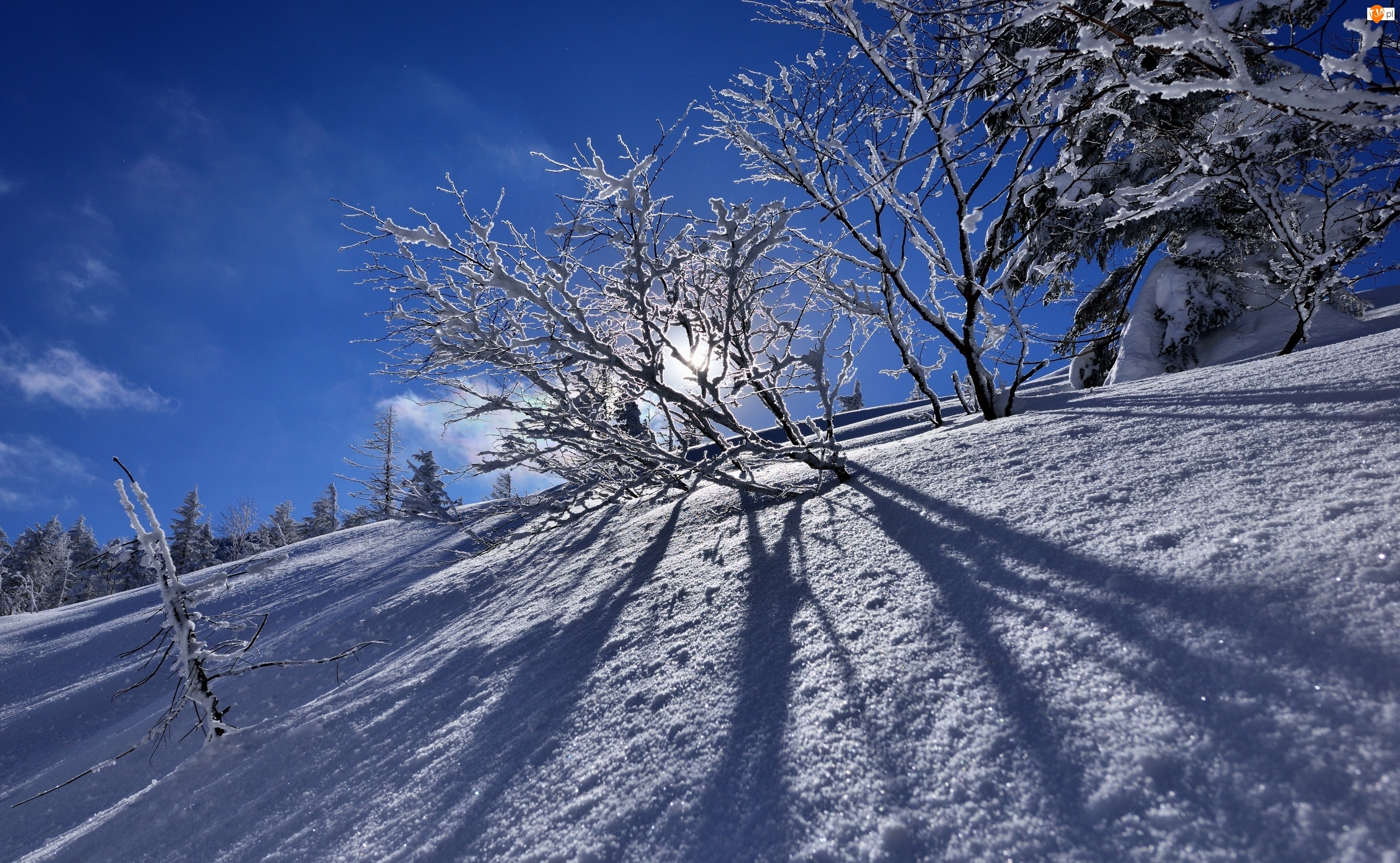 Zima, Przebijające światło, Wzgórze, Drzewa