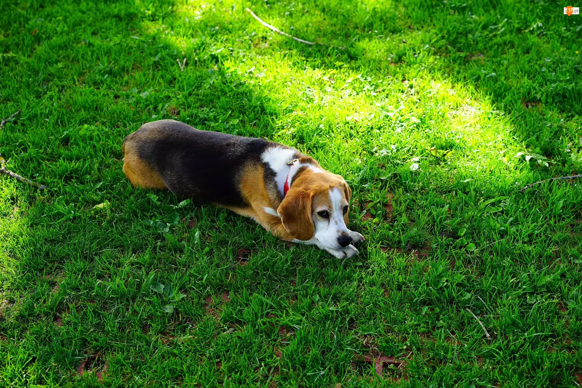 Trawa, Leżący, Beagle
