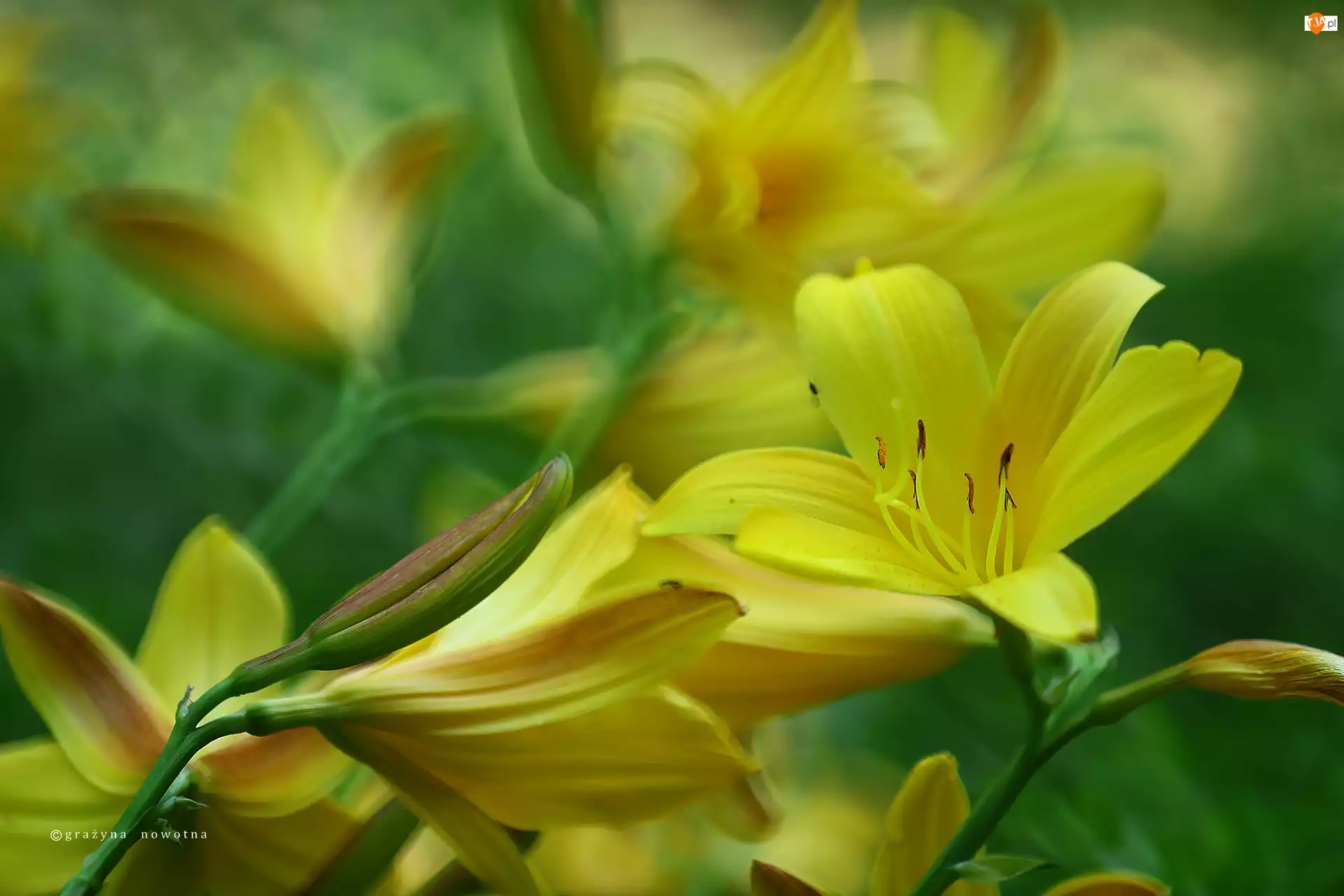 Kwiaty, Liliowce, Żółte