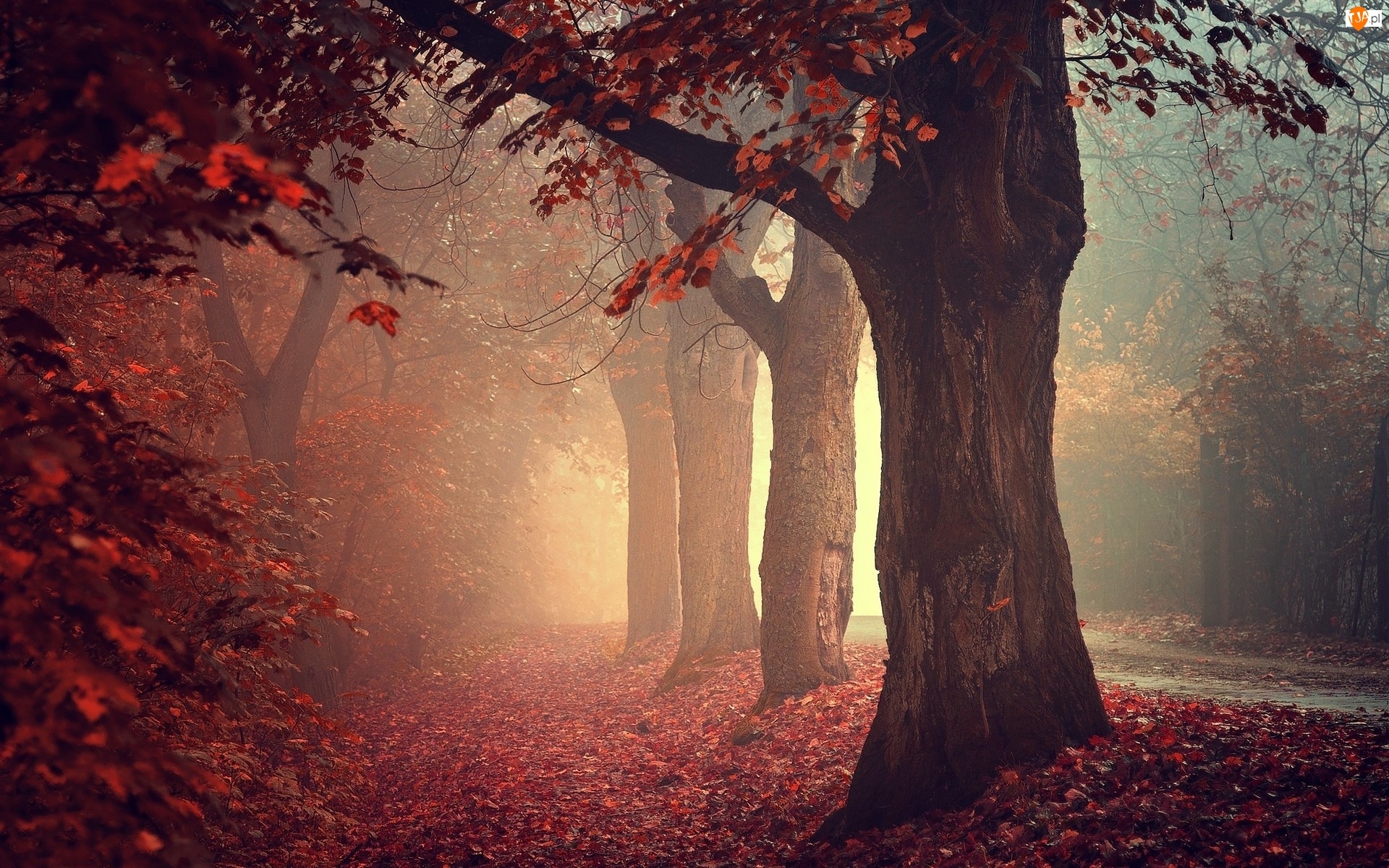Droga, Drzewa, Mgła, Jesień, Las